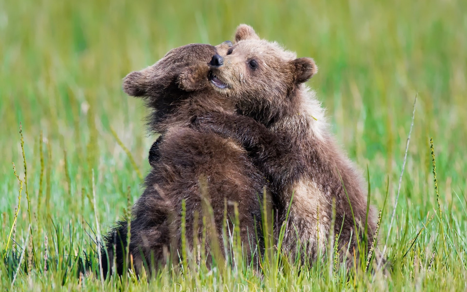 Обои трава, природа, лето, игра, медведи, медвежата, grass, nature, summer, the game, bears разрешение 2048x1365 Загрузить