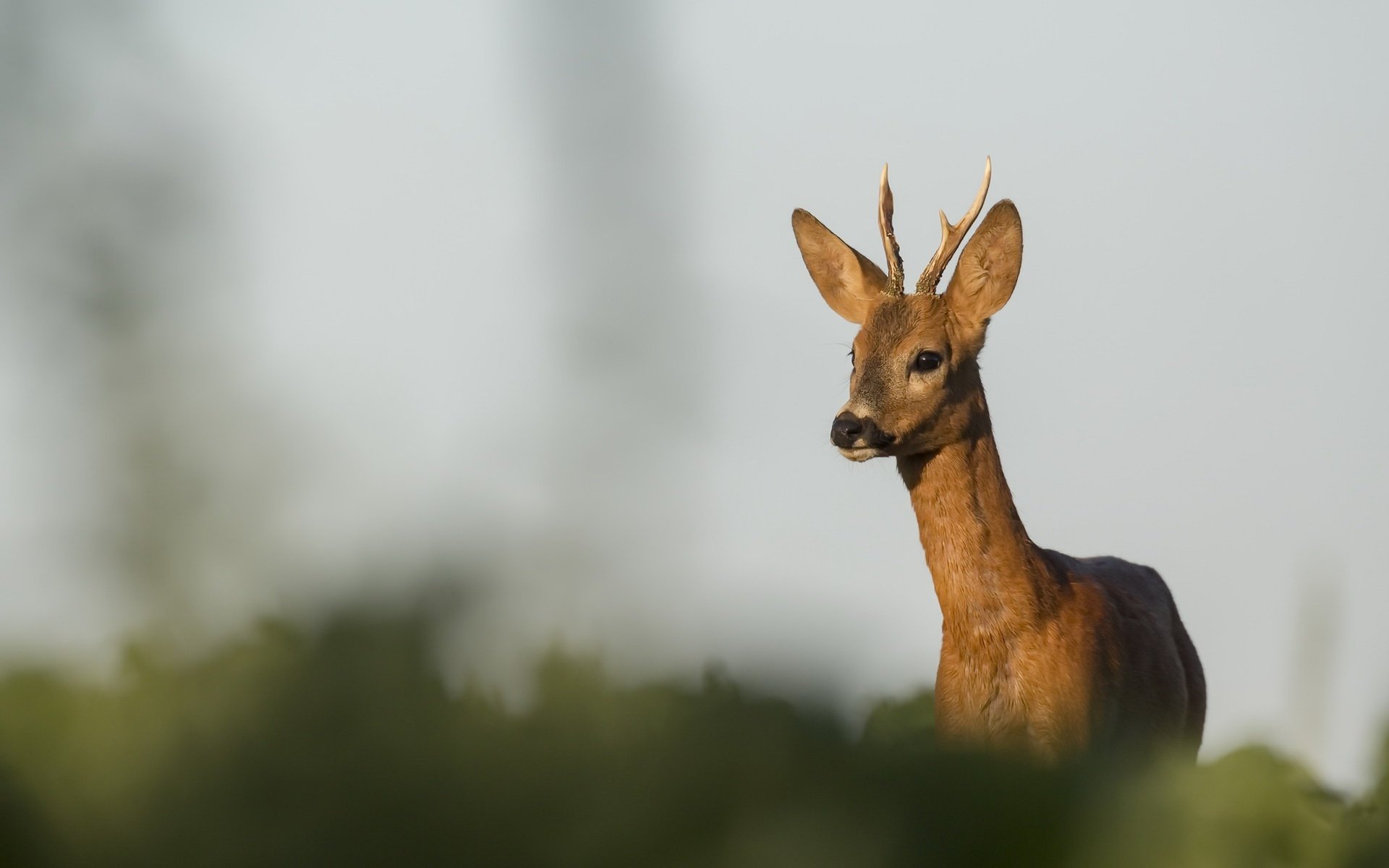 Обои природа, олень, фон, размытость, рога, косуля, nature, deer, background, blur, horns, roe разрешение 1920x1273 Загрузить