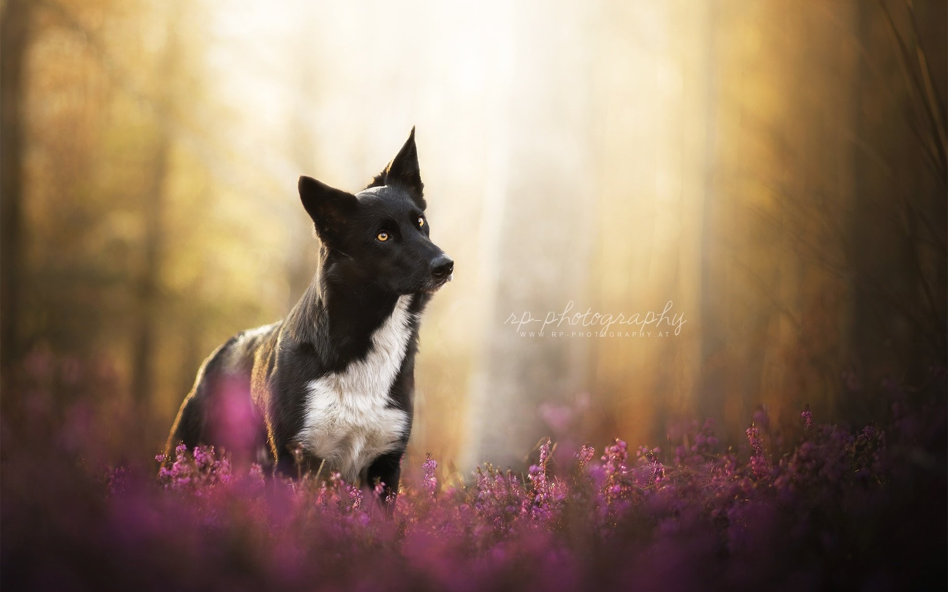 Обои цветы, природа, мордочка, взгляд, собака, овчарка, flowers, nature, muzzle, look, dog, shepherd разрешение 2048x1343 Загрузить