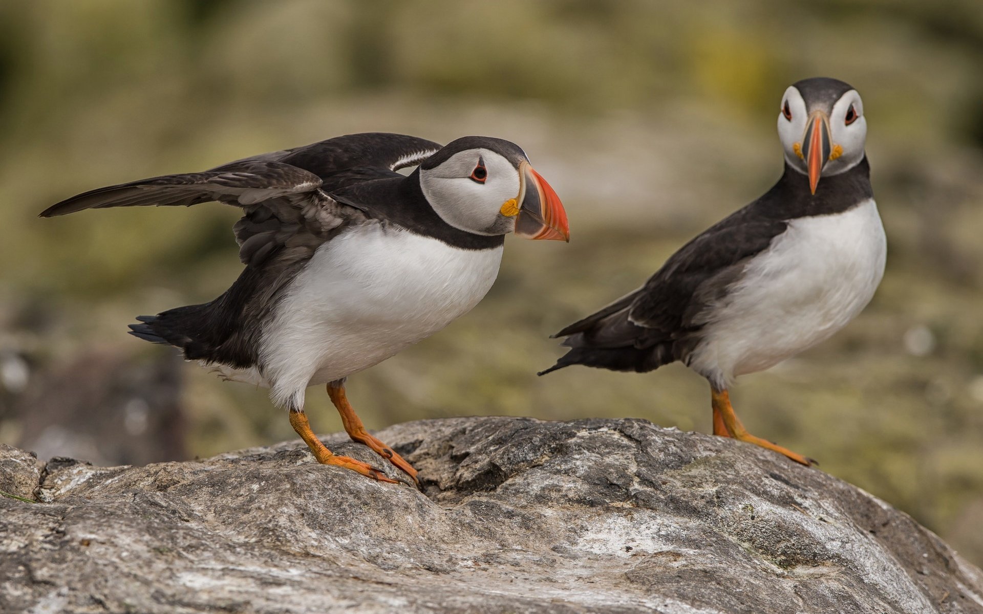 Обои птица, клюв, пара, тупик, puffin, bird, beak, pair, stalled разрешение 2048x1350 Загрузить