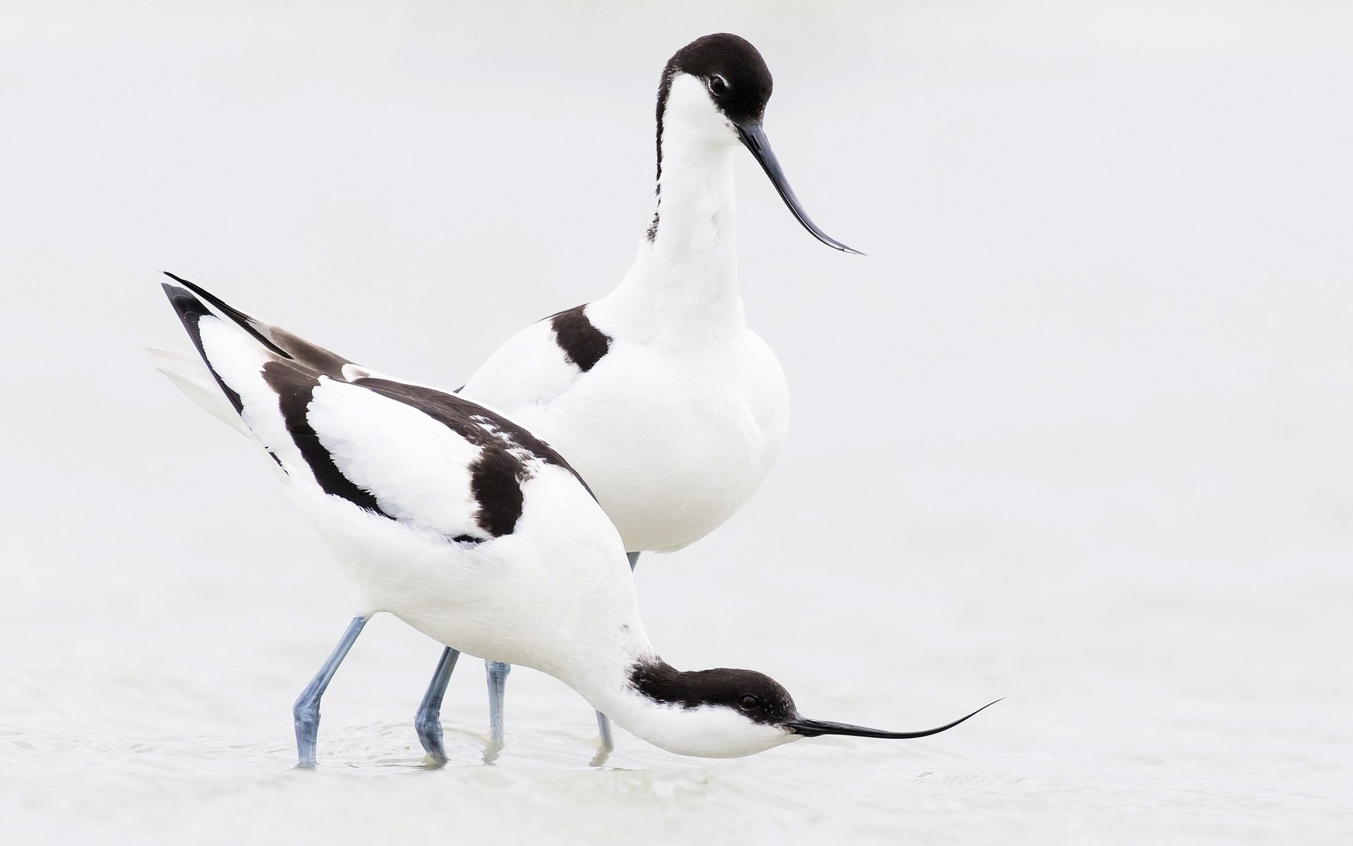 Обои птица, клюв, пара, шилоклювка, bird, beak, pair, pied avocet разрешение 2048x1233 Загрузить