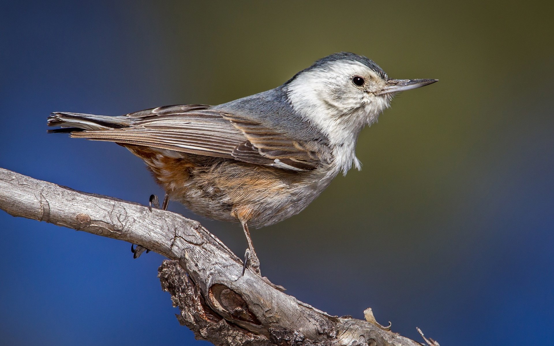 Обои ветка, птица, клюв, поползень, каролинский поползень, branch, bird, beak, nuthatch, the carolina nuthatch разрешение 2048x1295 Загрузить