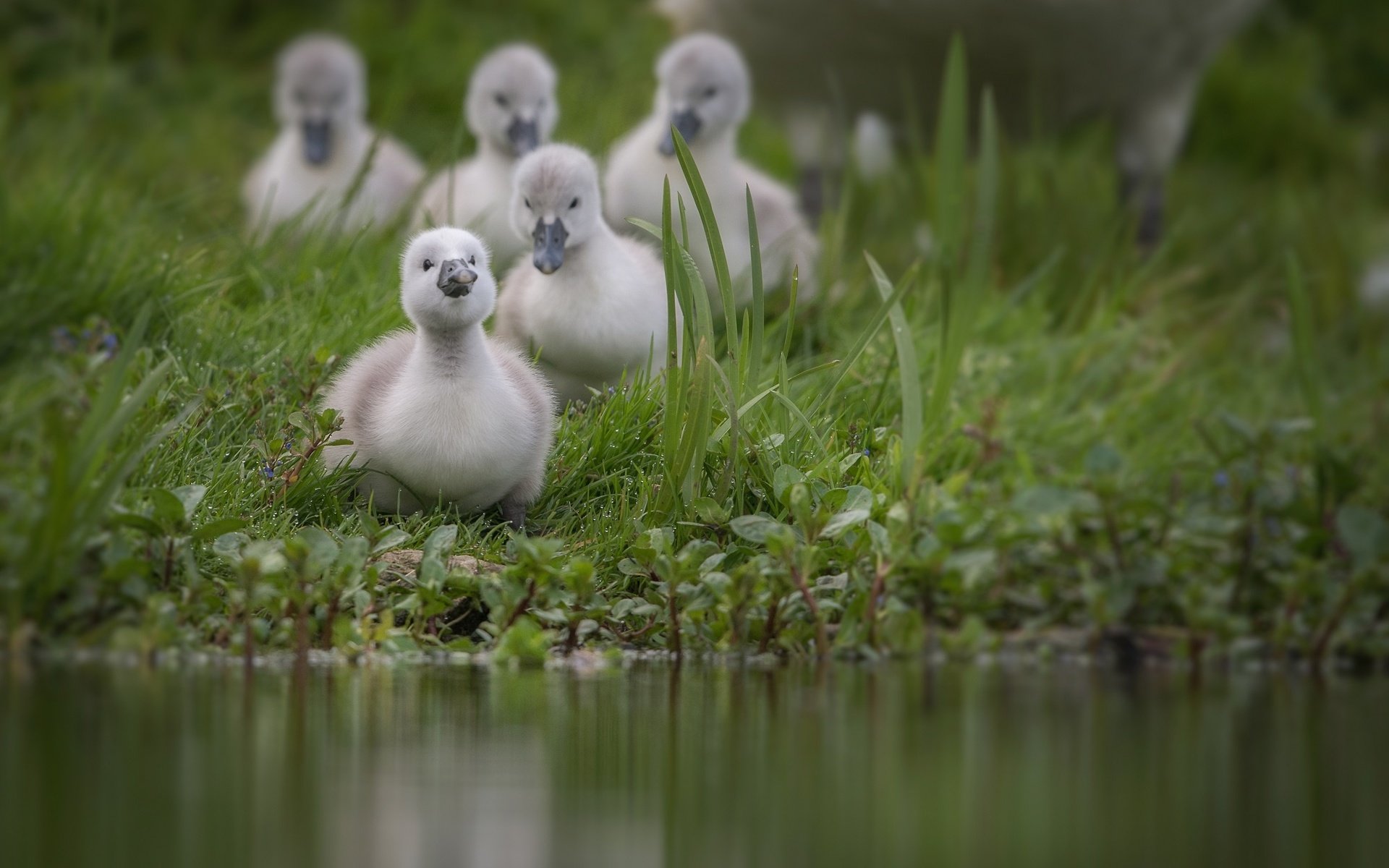 Обои трава, вода, птицы, пруд, лебедь, птенцы, grass, water, birds, pond, swan, chicks разрешение 2000x1333 Загрузить