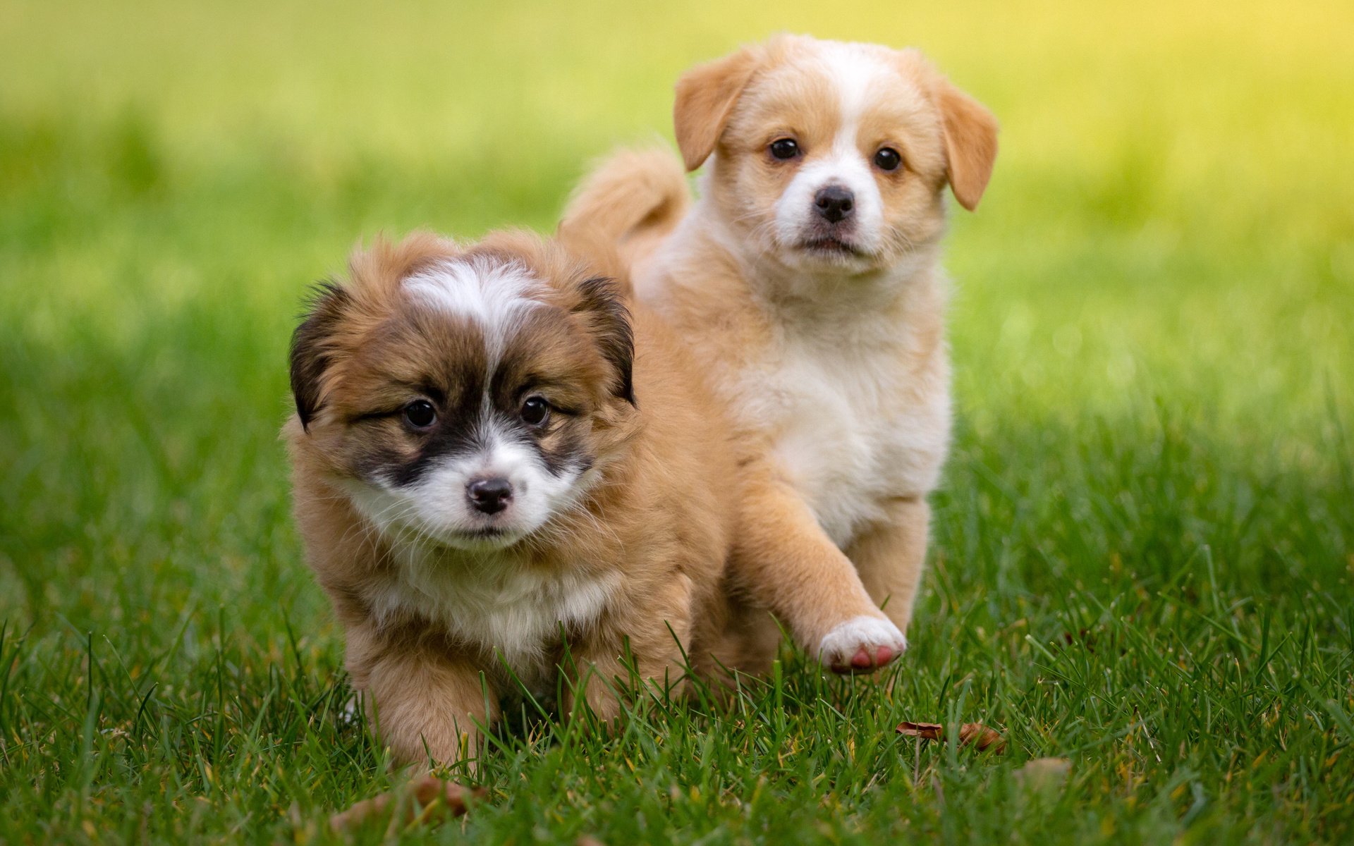 Обои трава, мордочка, взгляд, щенки, собаки, grass, muzzle, look, puppies, dogs разрешение 3840x2400 Загрузить