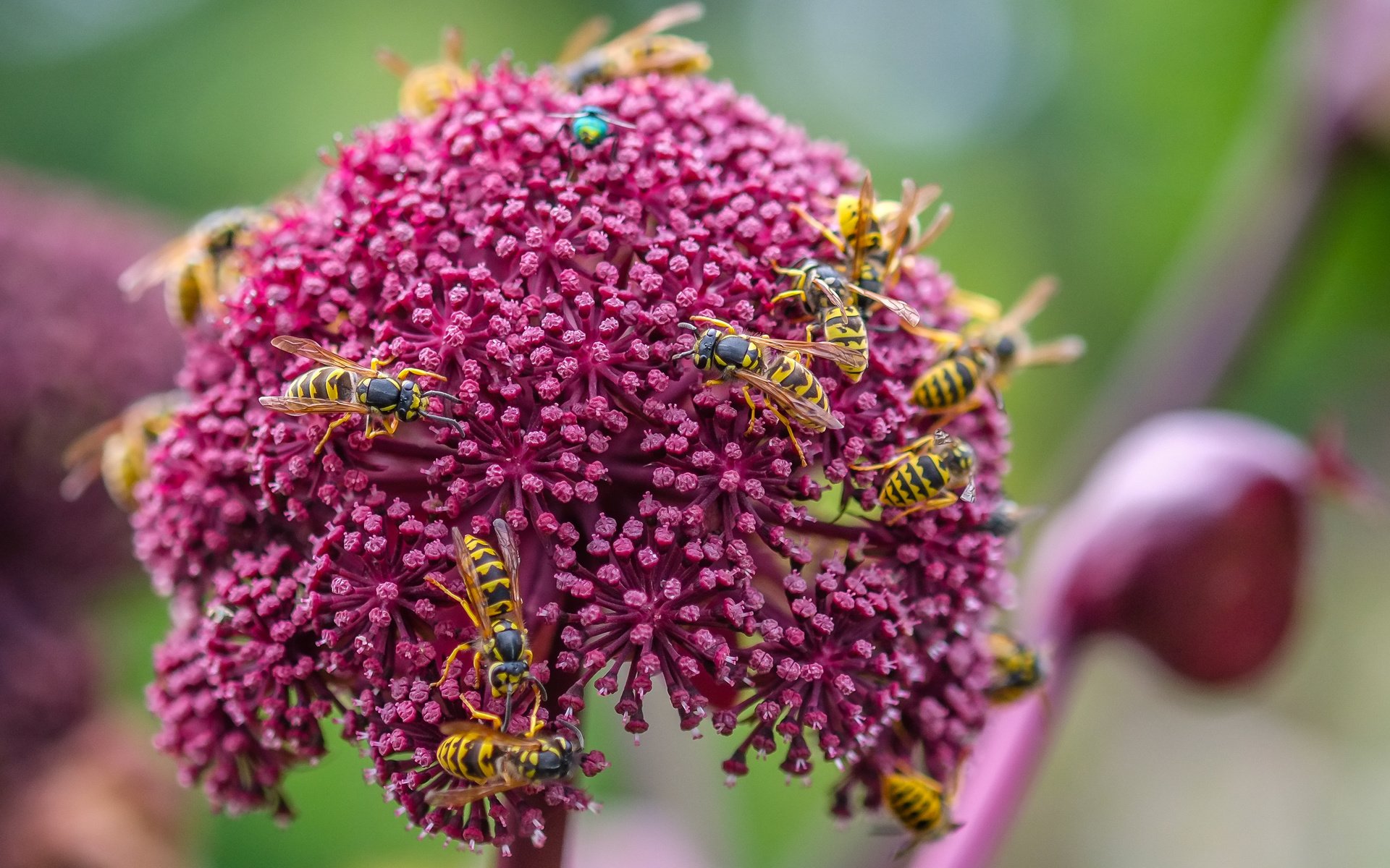 Обои цветы, насекомые, оса, декоративный лук, осы, flowers, insects, osa, decorative bow, wasps разрешение 3603x2413 Загрузить