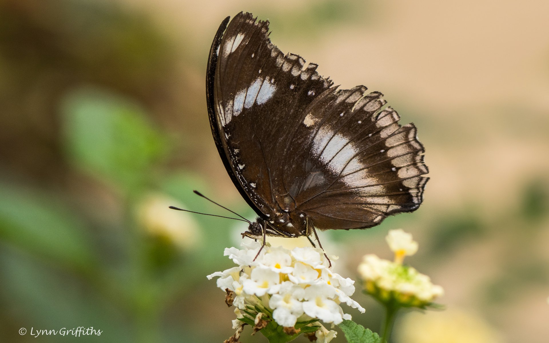 Обои цветы, природа, насекомое, бабочка, крылья, lynn griffiths, flowers, nature, insect, butterfly, wings разрешение 4356x2904 Загрузить