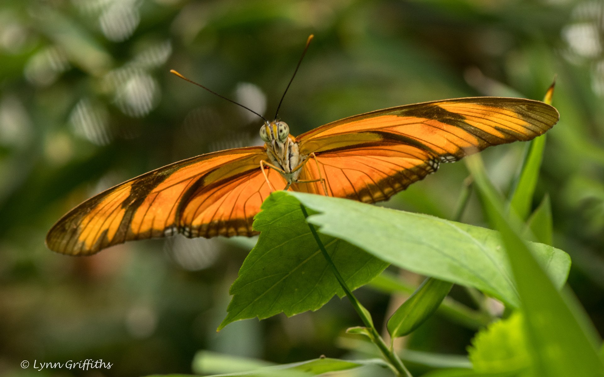 Обои растения, листья, насекомое, бабочка, крылья, lynn griffiths, plants, leaves, insect, butterfly, wings разрешение 4453x2969 Загрузить