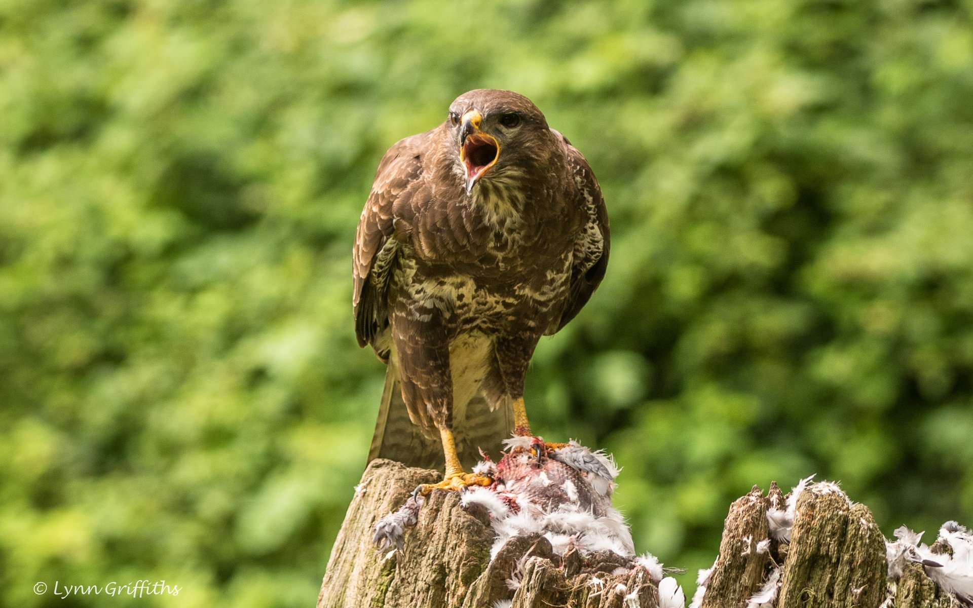 Обои птица, клюв, перья, пень, канюк, lynn griffiths, хищная птица, bird, beak, feathers, stump, buzzard, bird of prey разрешение 2509x1675 Загрузить