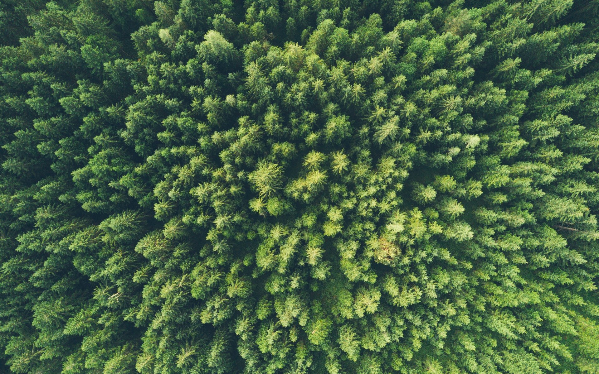 Обои деревья, природа, лес, вид сверху, trees, nature, forest, the view from the top разрешение 3777x2831 Загрузить