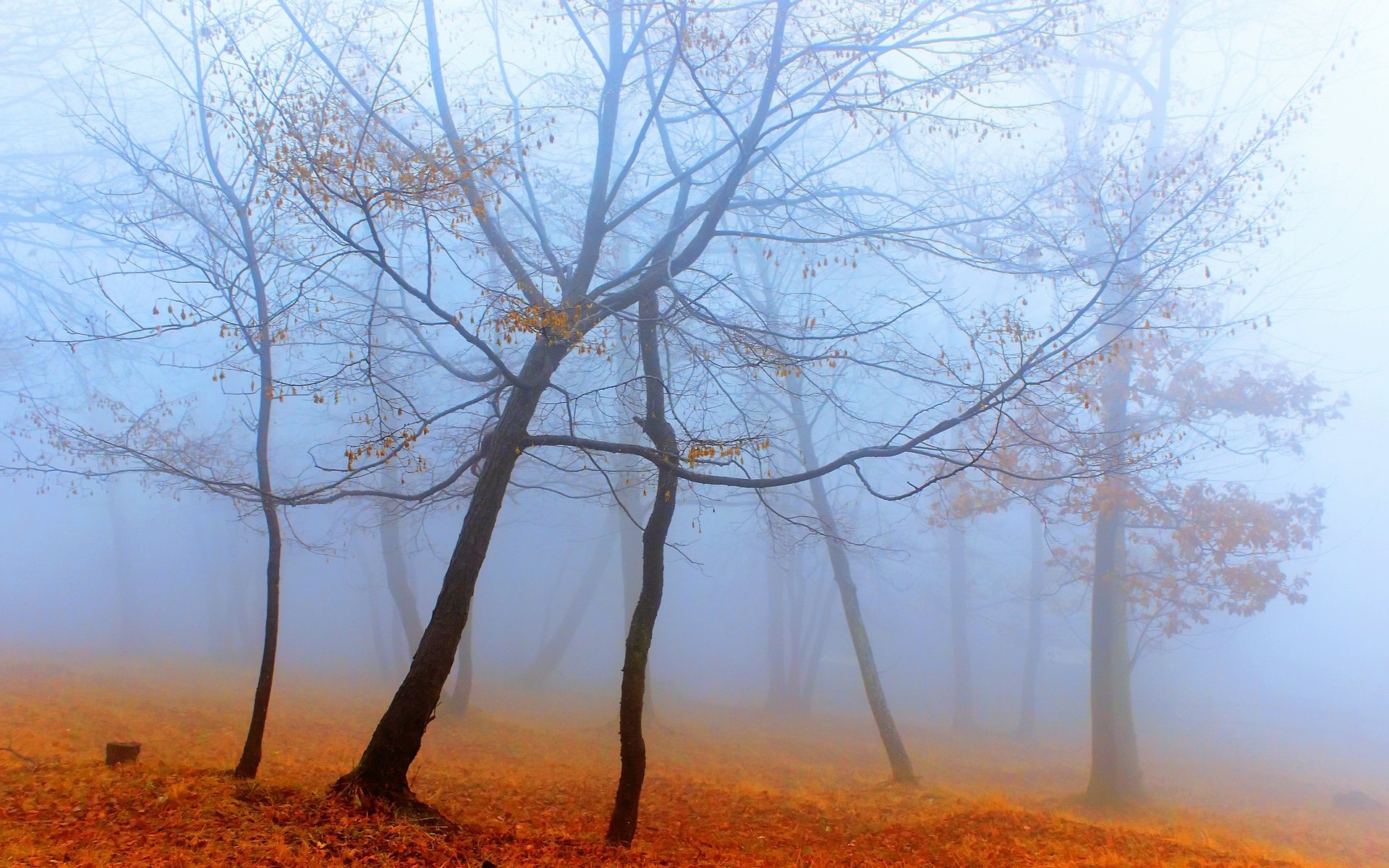 Обои деревья, лес, туман, осень, trees, forest, fog, autumn разрешение 2560x1707 Загрузить