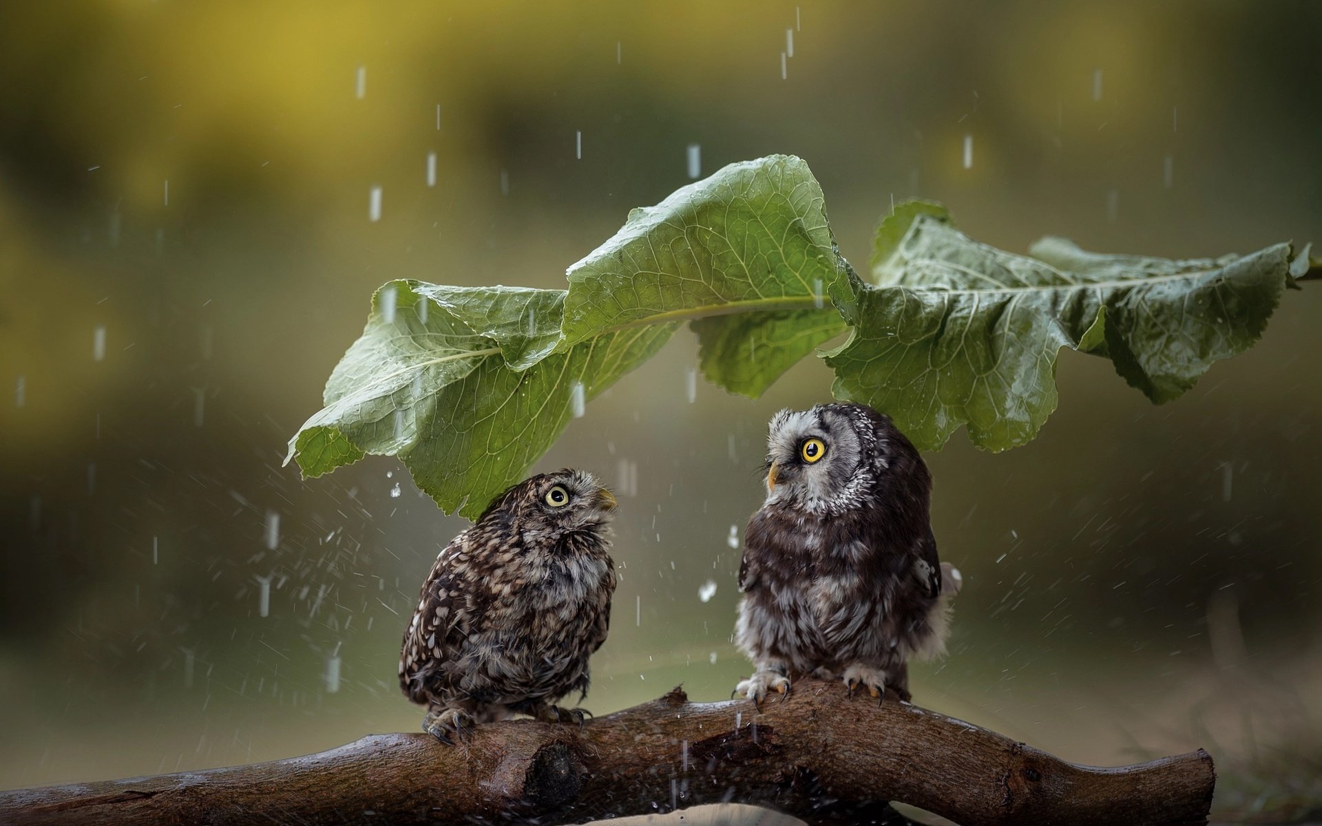 Обои лист, птицы, дождь, парочка, зонтик, коряга, совы, tanja brandt, sheet, birds, rain, a couple, umbrella, snag, owls разрешение 2048x1363 Загрузить