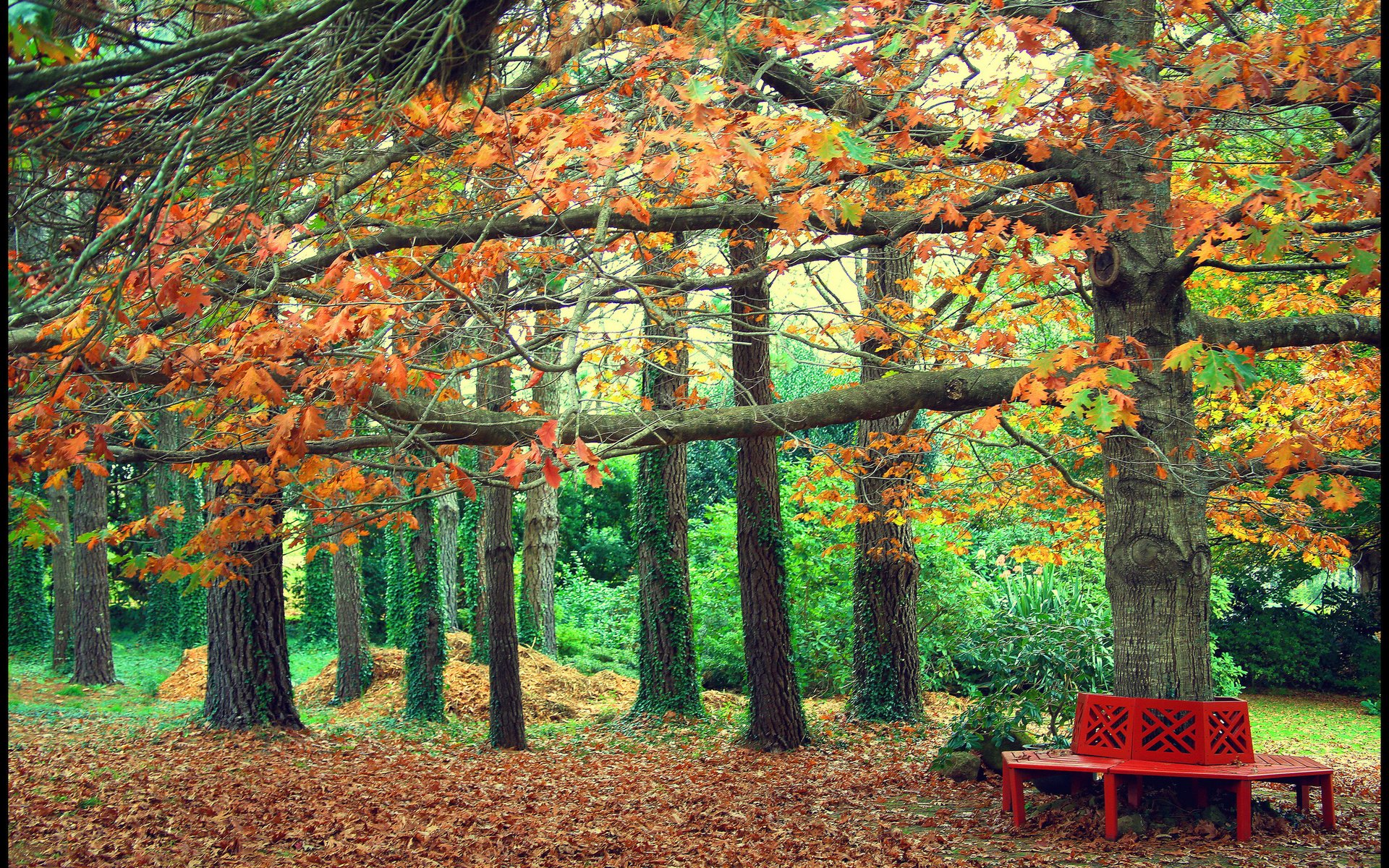 Обои деревья, листья, парк, осень, скамейка, trees, leaves, park, autumn, bench разрешение 2048x1374 Загрузить