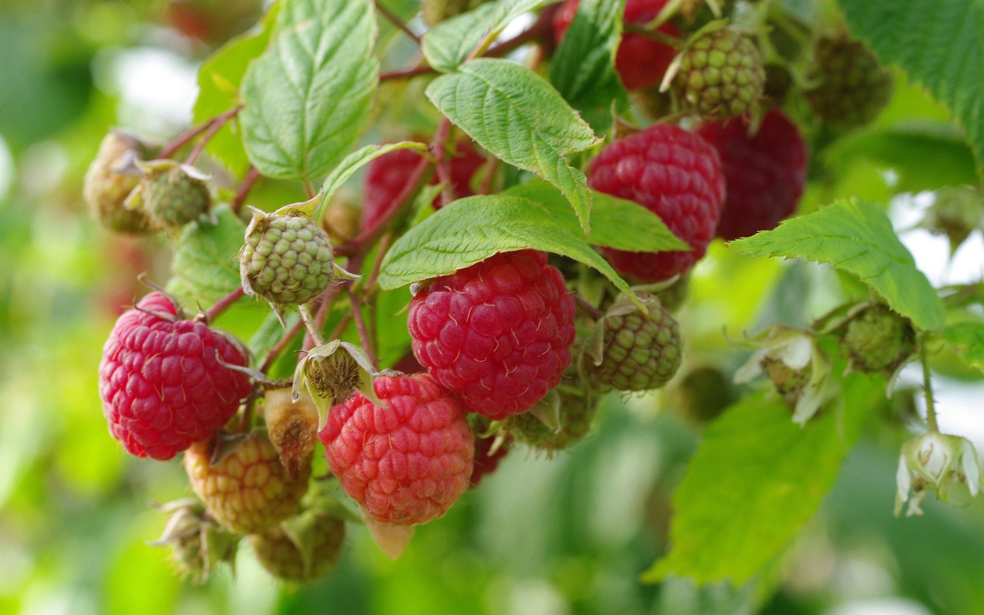 Обои природа, листья, малина, ягоды, урожай, nature, leaves, raspberry, berries, harvest разрешение 2232x1484 Загрузить