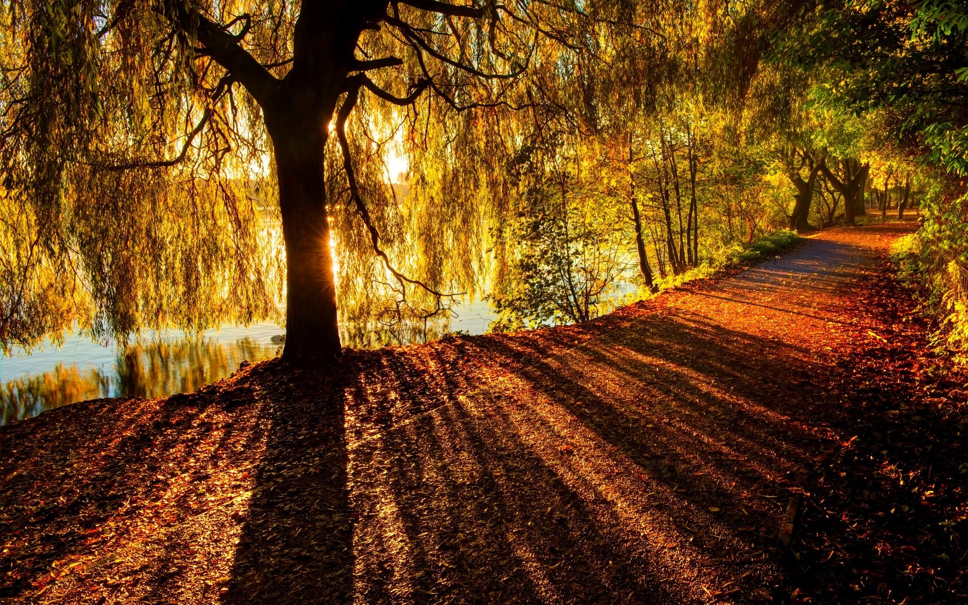 Обои река, дерево, лучи, ветви, осень, солнечный свет, river, tree, rays, branch, autumn, sunlight разрешение 6078x4041 Загрузить