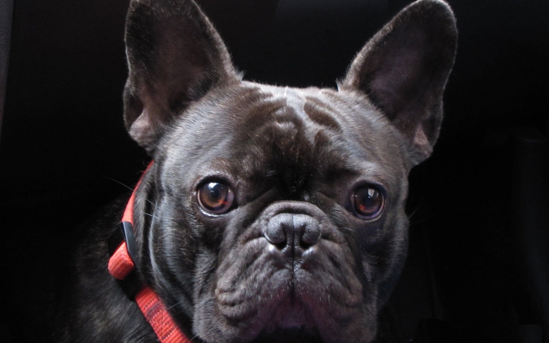 Обои мордочка, взгляд, собака, черный фон, ошейник, бульдог, французский бульдог, muzzle, look, dog, black background, collar, bulldog, french bulldog разрешение 1920x1440 Загрузить