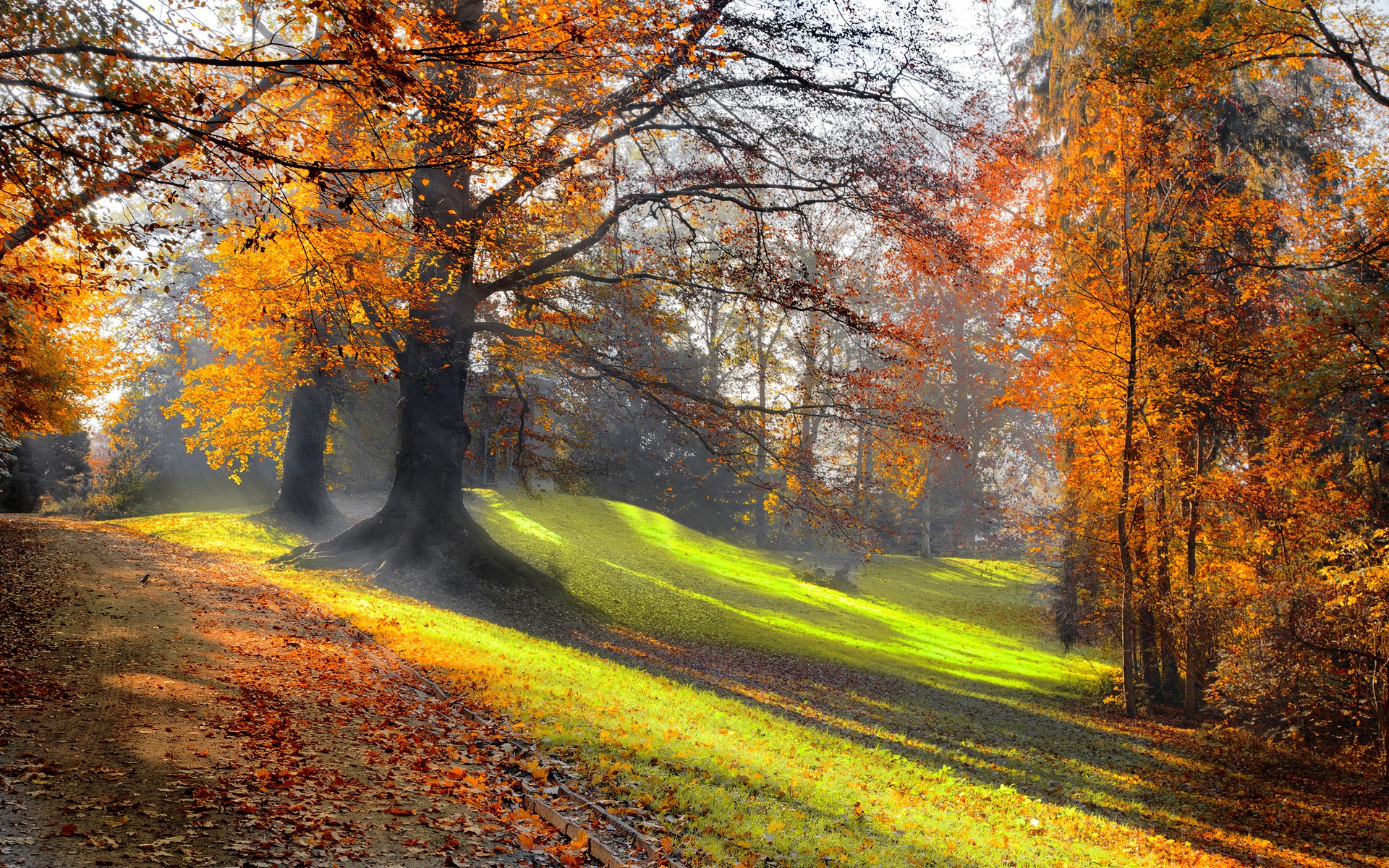 Обои деревья, природа, лес, листья, парк, осень, trees, nature, forest, leaves, park, autumn разрешение 3840x2400 Загрузить