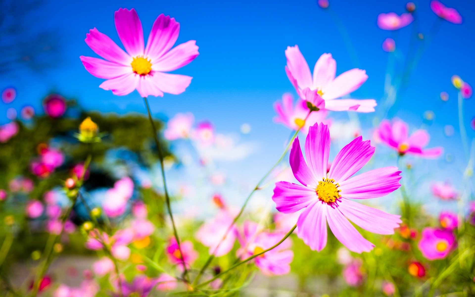 Обои небо, цветы, макро, фон, лепестки, стебли, космея, the sky, flowers, macro, background, petals, stems, kosmeya разрешение 2048x1365 Загрузить