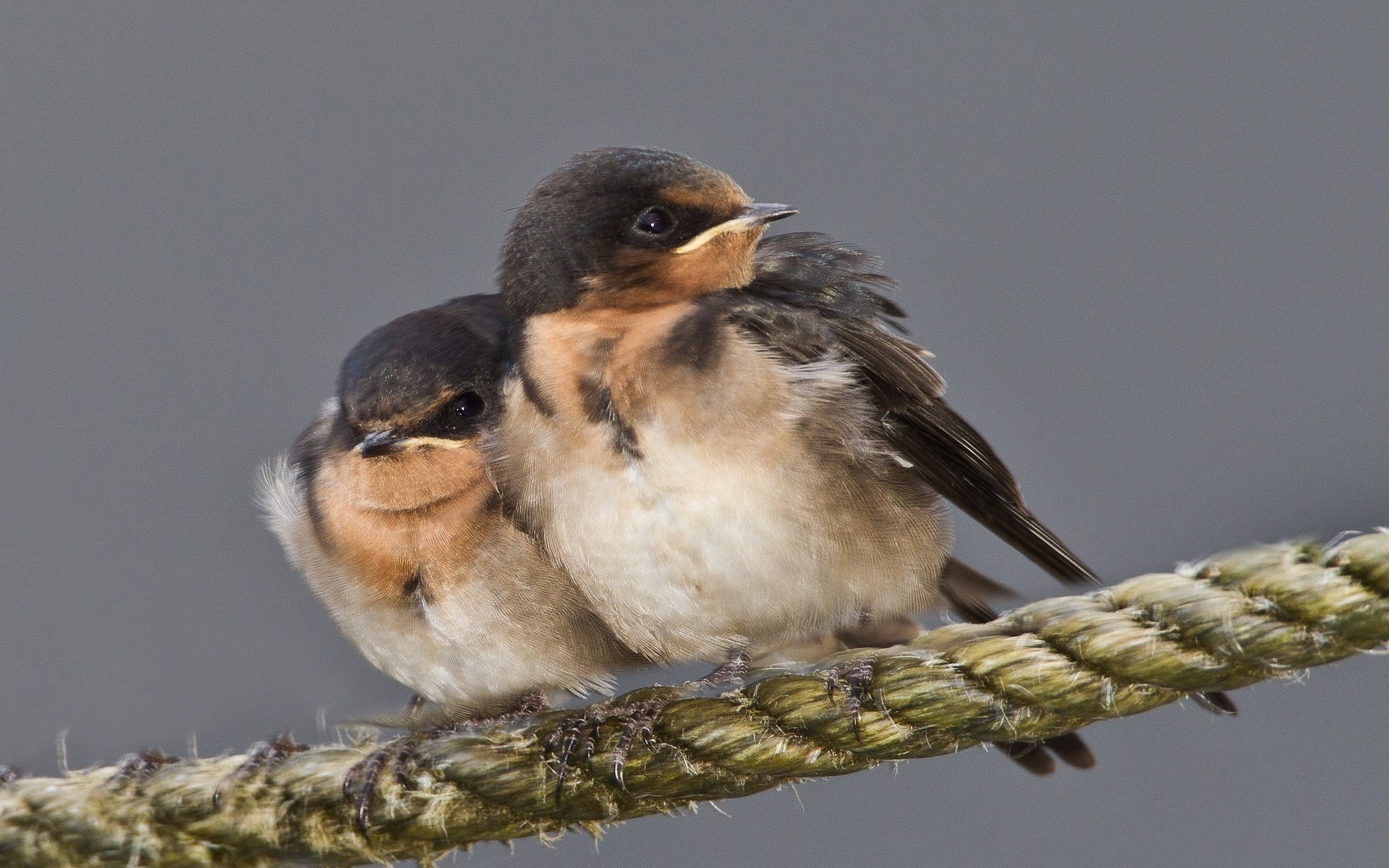 Обои птенец, птица, клюв, веревка, ласточка, chick, bird, beak, rope, swallow разрешение 2048x1362 Загрузить