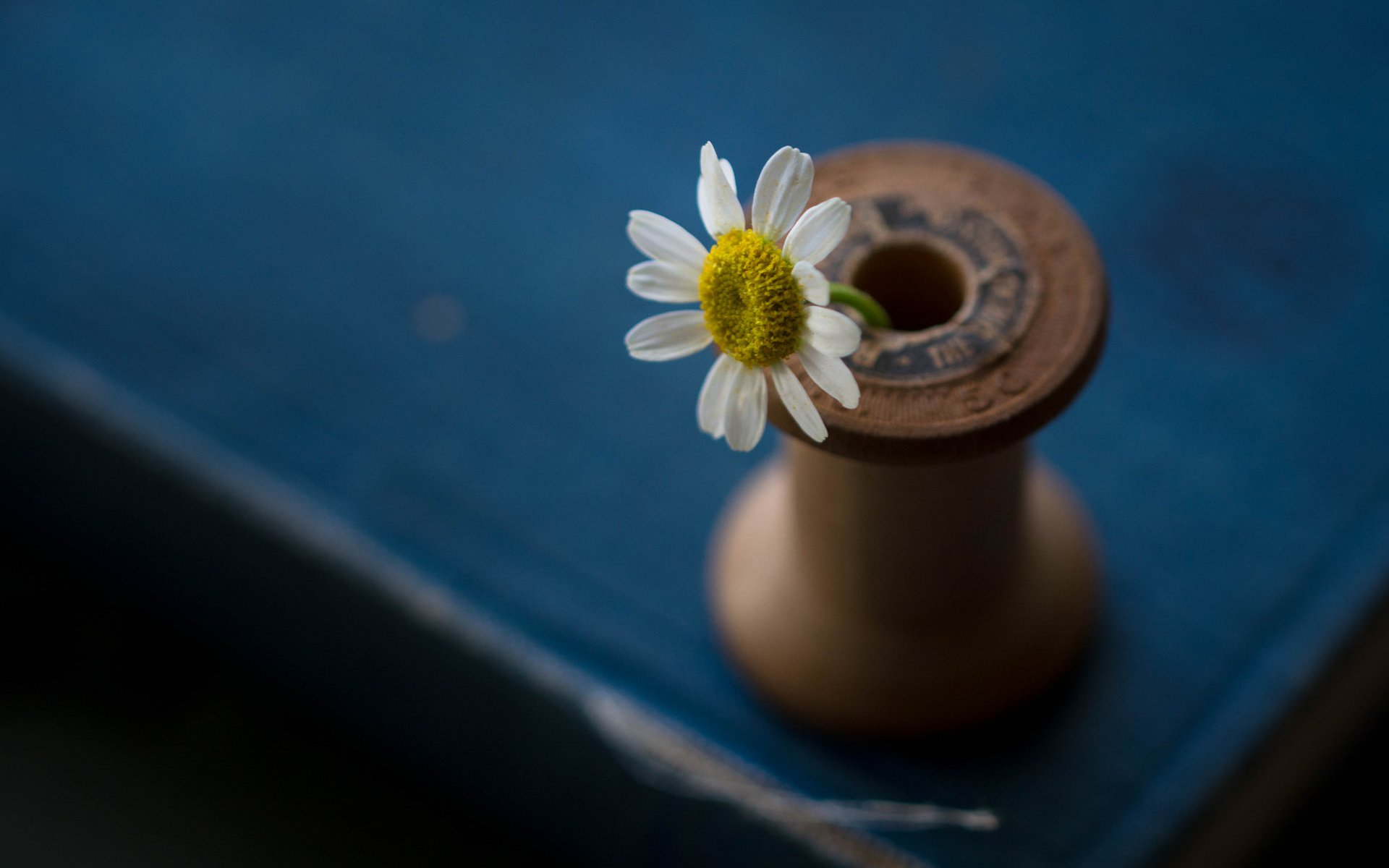 Обои цветок, лепестки, стол, ромашка, катушка, julie jablonski, flower, petals, table, daisy, coil разрешение 2048x1376 Загрузить