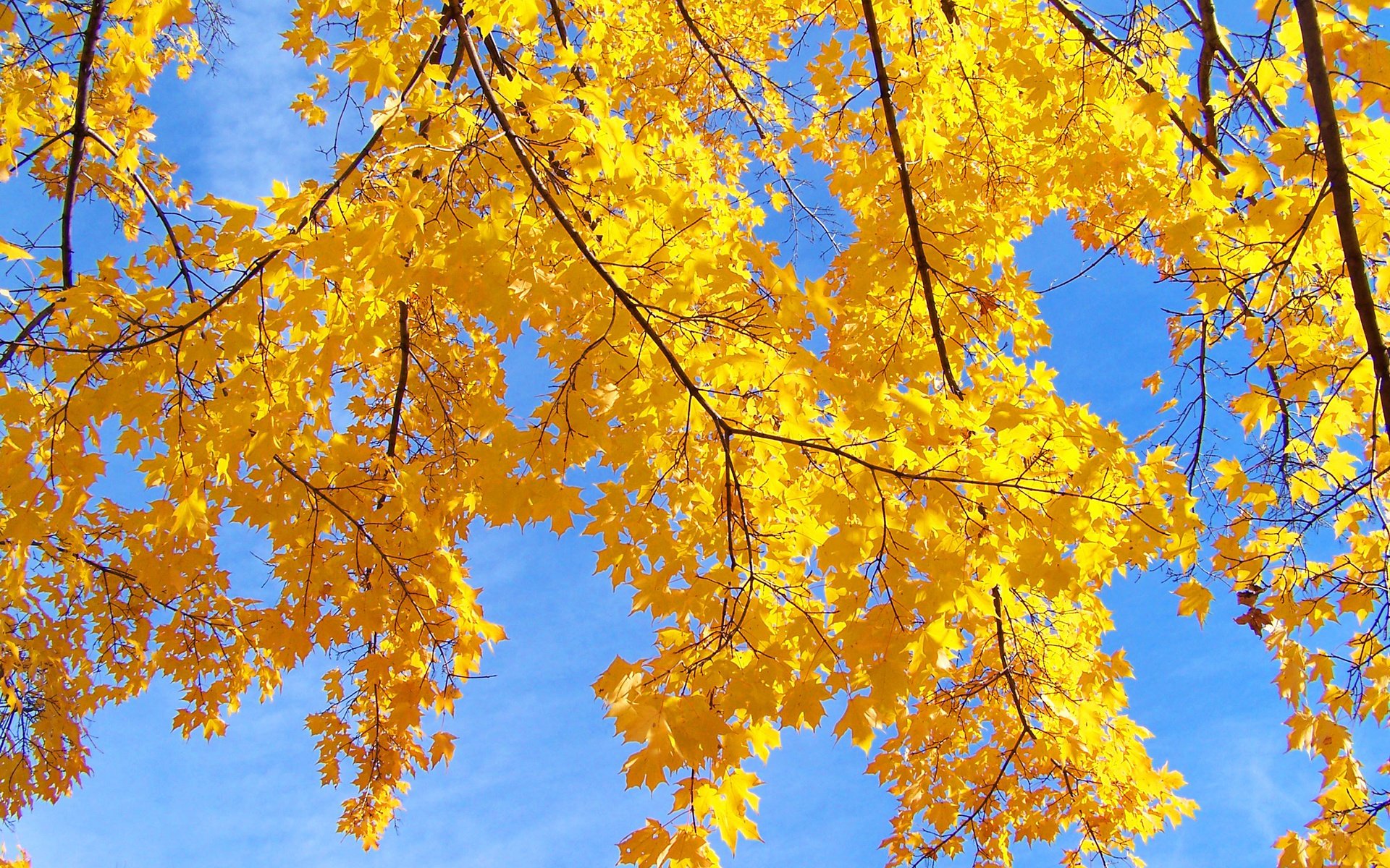 Обои небо, дерево, листья, макро, ветки, осень, the sky, tree, leaves, macro, branches, autumn разрешение 2560x1600 Загрузить