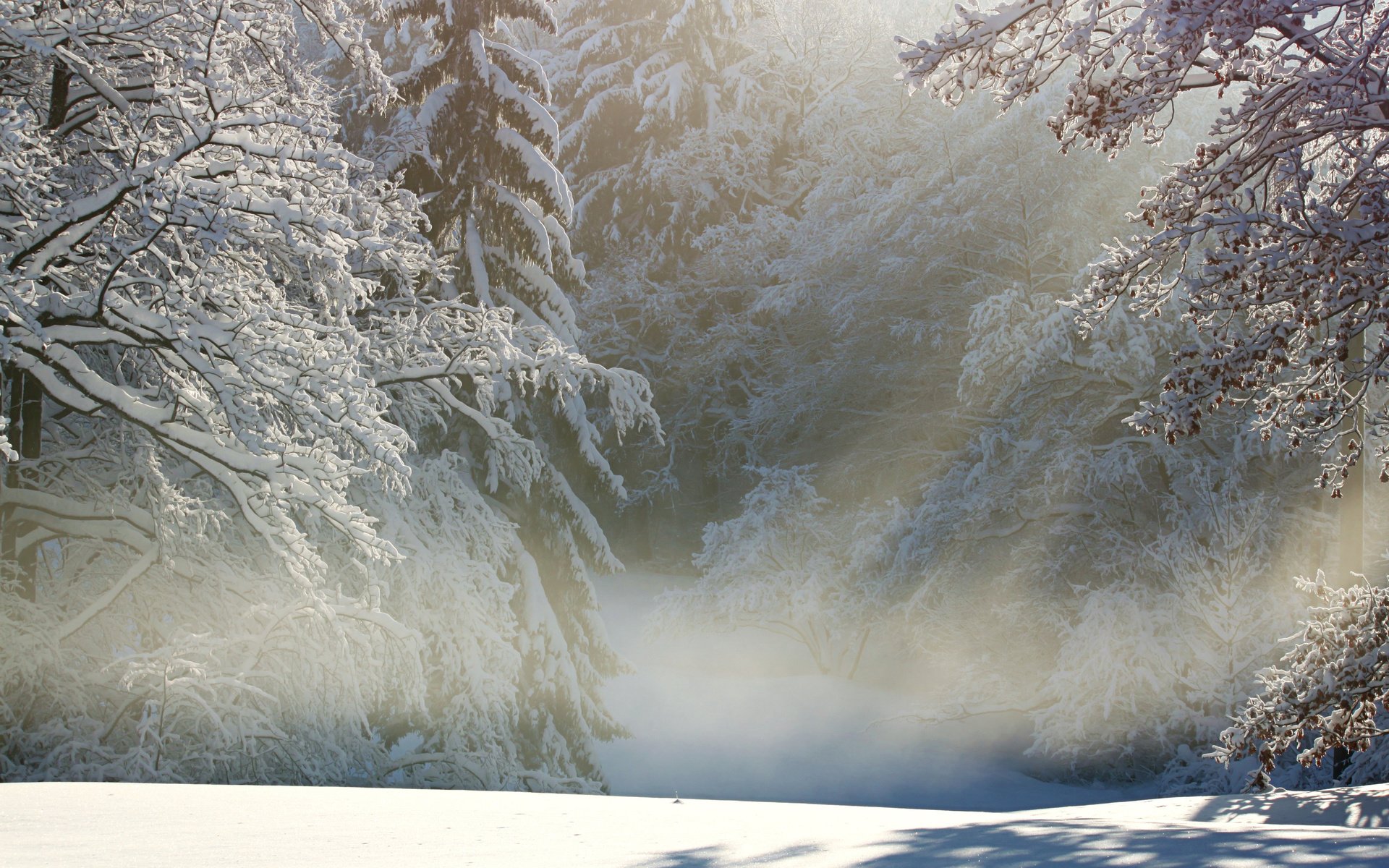 Обои деревья, снег, природа, лес, зима, ветки, иней, trees, snow, nature, forest, winter, branches, frost разрешение 3840x2400 Загрузить