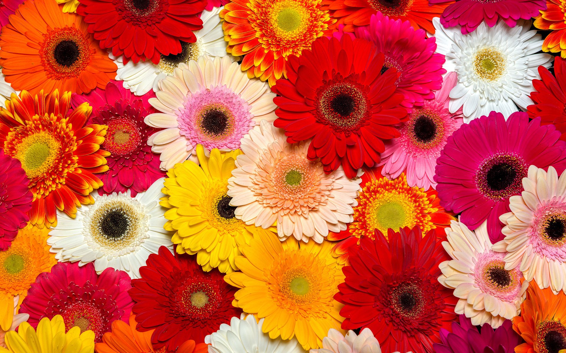 Обои цветы, лепестки, герберы, flowers, petals, gerbera разрешение 3840x2400 Загрузить