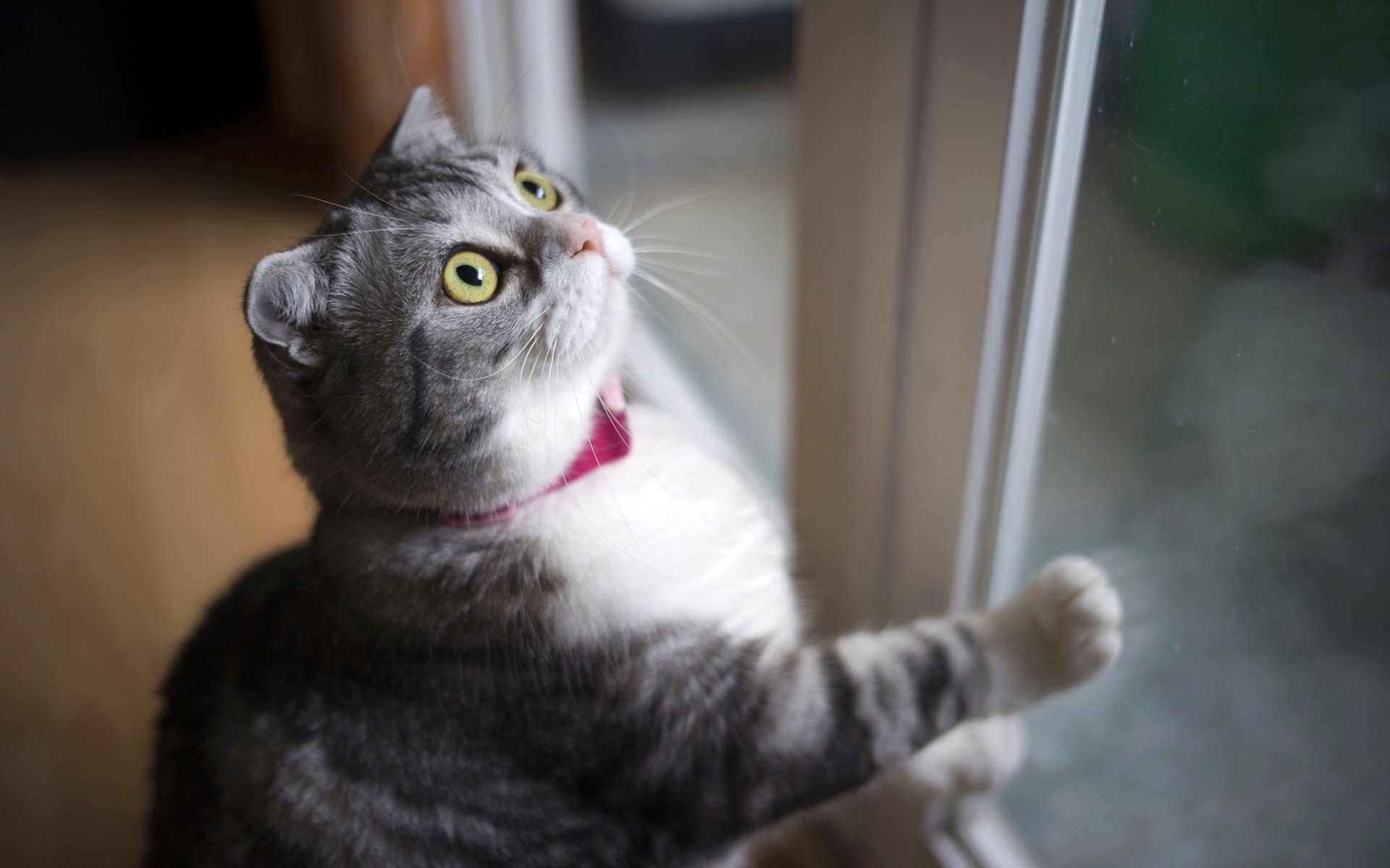 Обои кот, мордочка, усы, кошка, взгляд, окно, вислоухая, cat, muzzle, mustache, look, window, fold разрешение 2880x1800 Загрузить