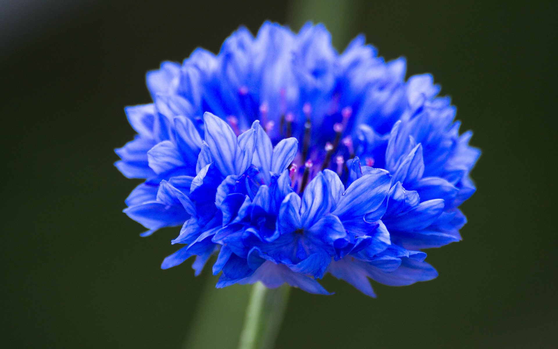 Обои синий, цветок, василек, крупным планом, blue, flower, cornflower, closeup разрешение 3840x2400 Загрузить