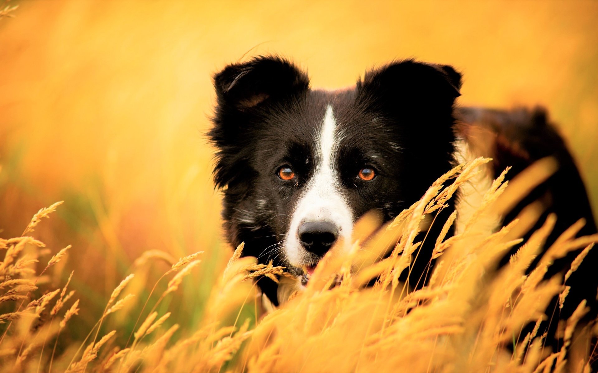 Обои глаза, трава, взгляд, собака, колоски, бордер-колли, eyes, grass, look, dog, spikelets, the border collie разрешение 3840x2160 Загрузить