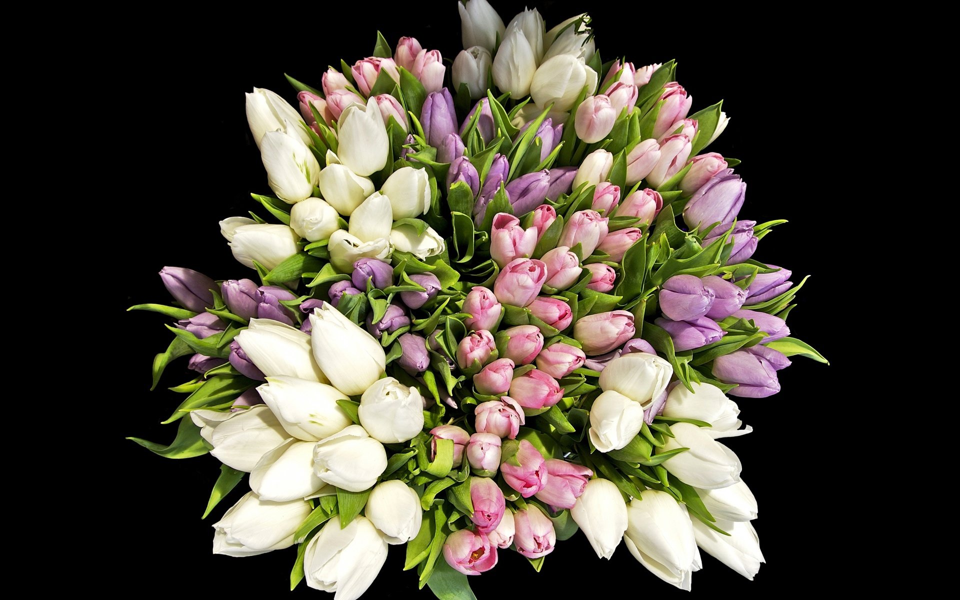 Обои цветы, черный фон, букет, тюльпаны, flowers, black background, bouquet, tulips разрешение 3000x2260 Загрузить