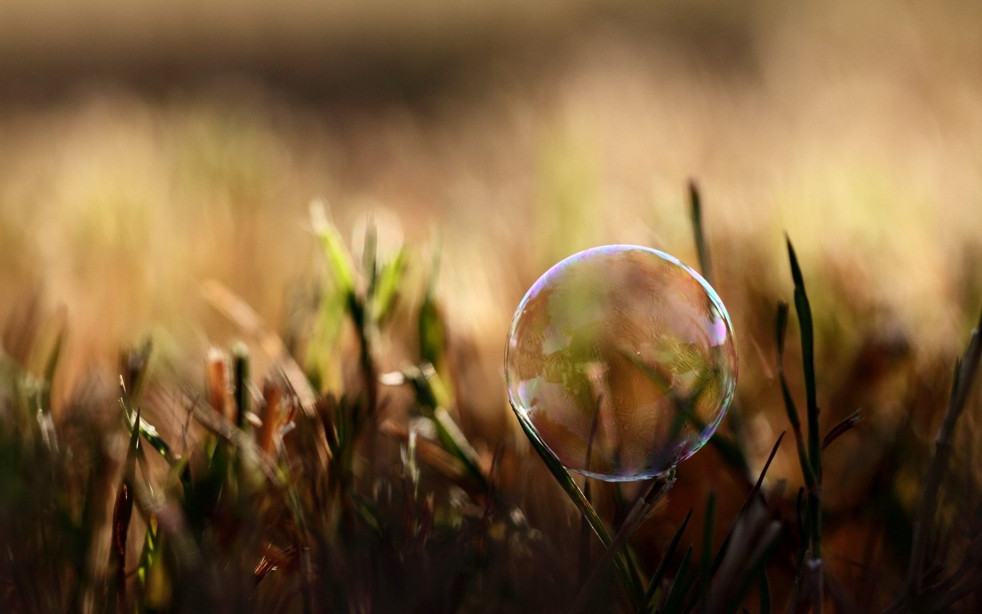 Обои трава, природа, размытость, мыльный пузырь, grass, nature, blur, bubble разрешение 2560x1600 Загрузить