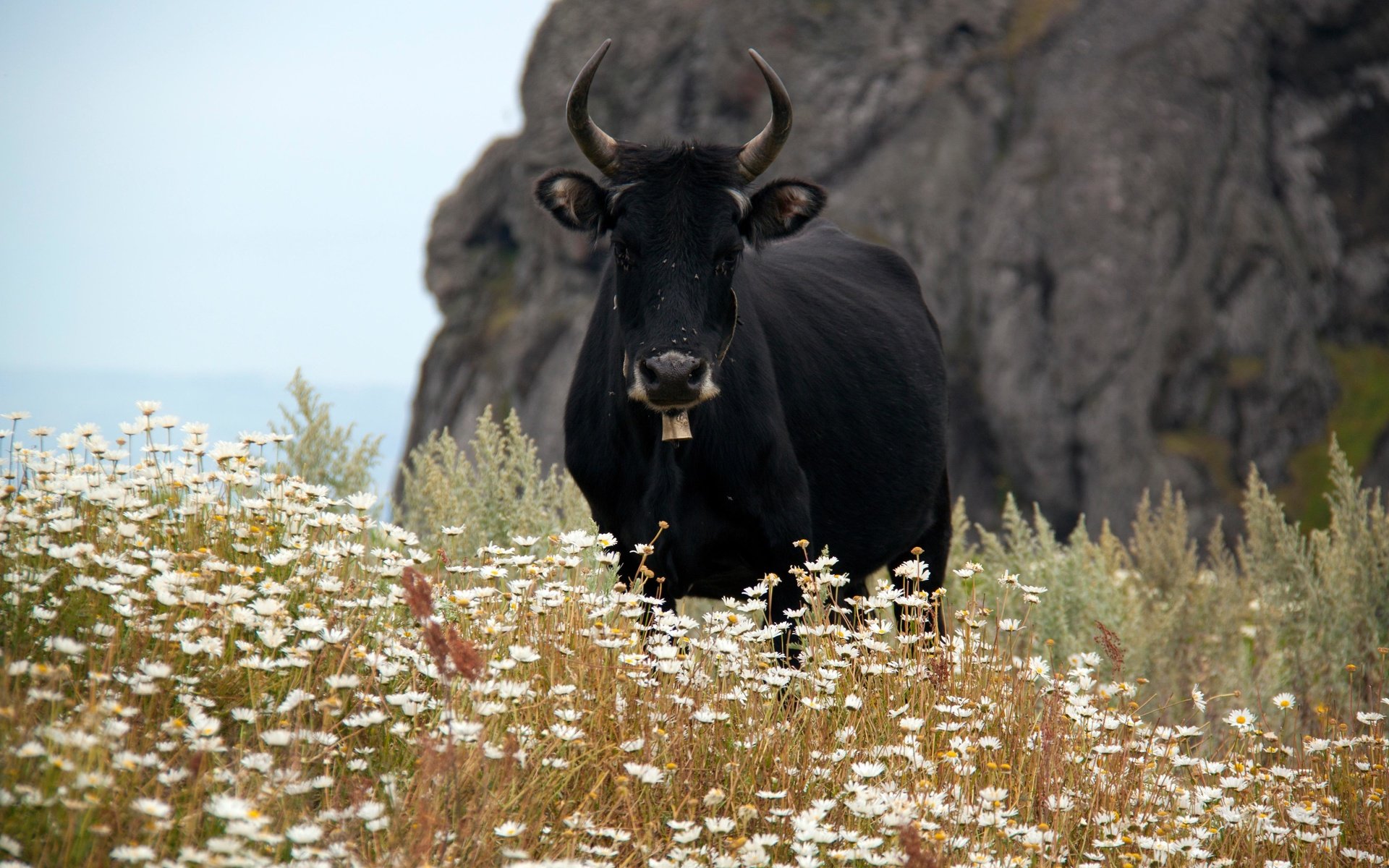 Обои ромашки, рога, корова, полевые цветы, бык, chamomile, horns, cow, wildflowers, bull разрешение 4752x3168 Загрузить