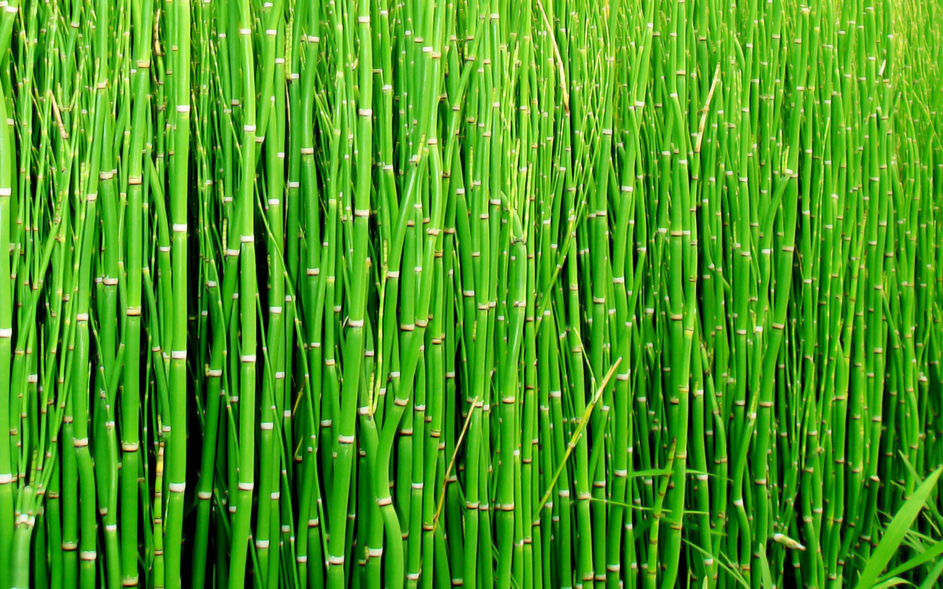 Обои макро, бамбук, стебли, macro, bamboo, stems разрешение 2560x1440 Загрузить