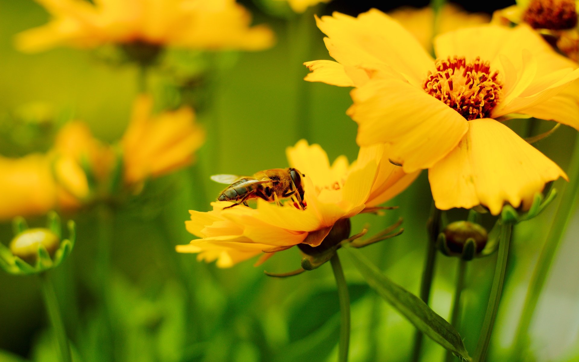 Обои насекомое, лепестки, размытость, пчела, желтые цветы, insect, petals, blur, bee, yellow flowers разрешение 5184x3456 Загрузить