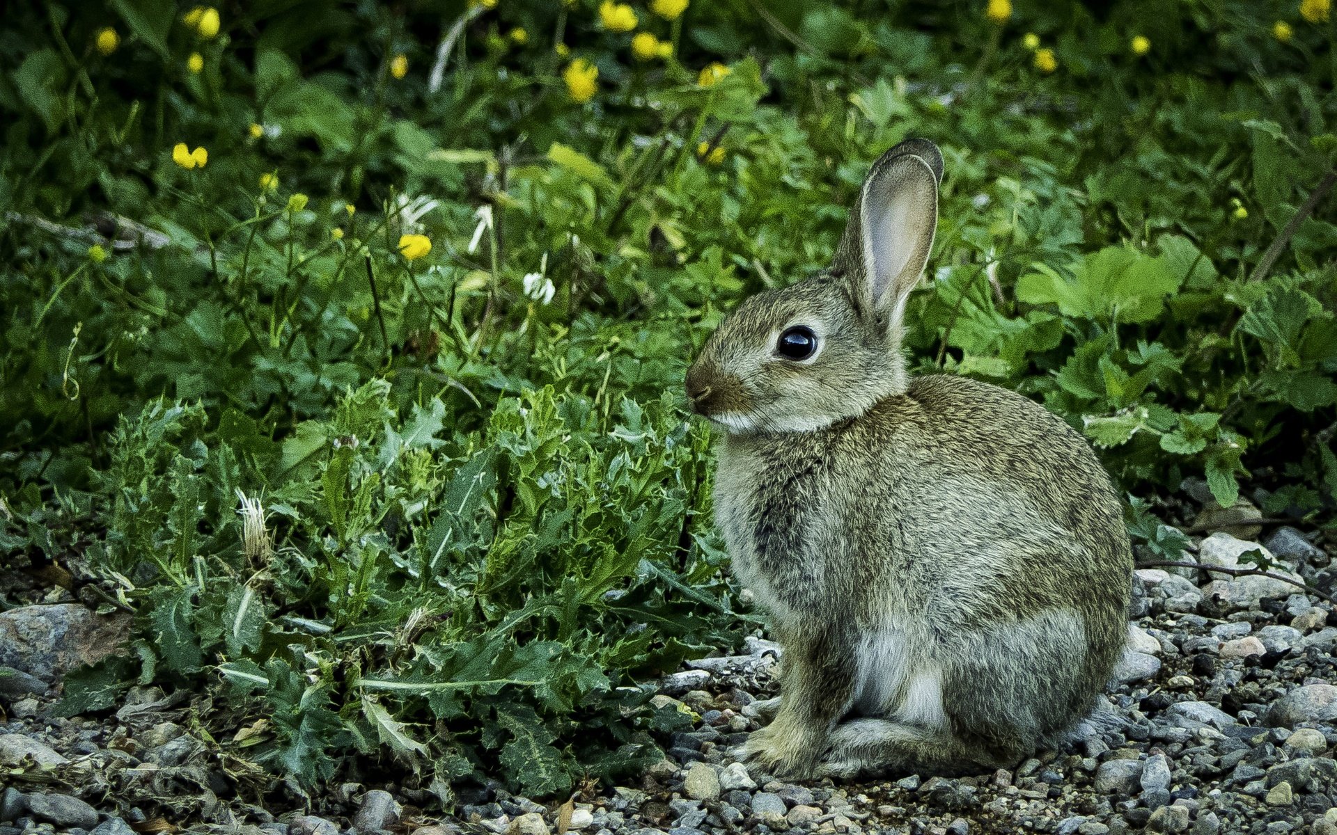 Обои цветы, трава, камни, кролик, животное, заяц, flowers, grass, stones, rabbit, animal, hare разрешение 3313x1873 Загрузить