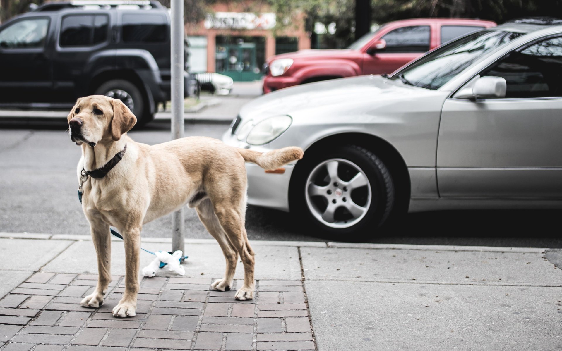 Обои город, взгляд, собака, улица, ошейник, автомобили, the city, look, dog, street, collar, cars разрешение 4766x2682 Загрузить