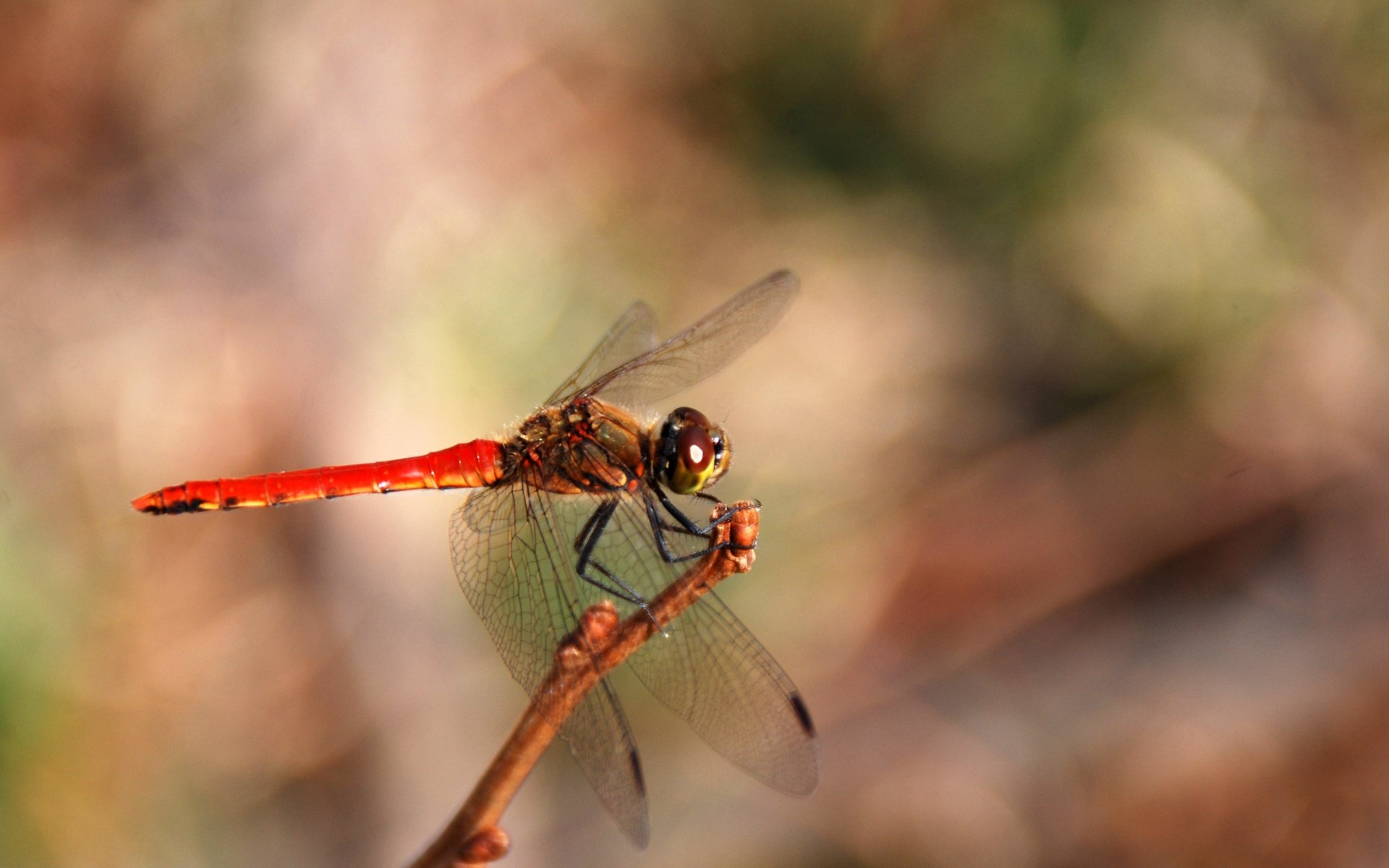 Обои макро, насекомое, крылья, размытость, стрекоза, macro, insect, wings, blur, dragonfly разрешение 3872x2592 Загрузить