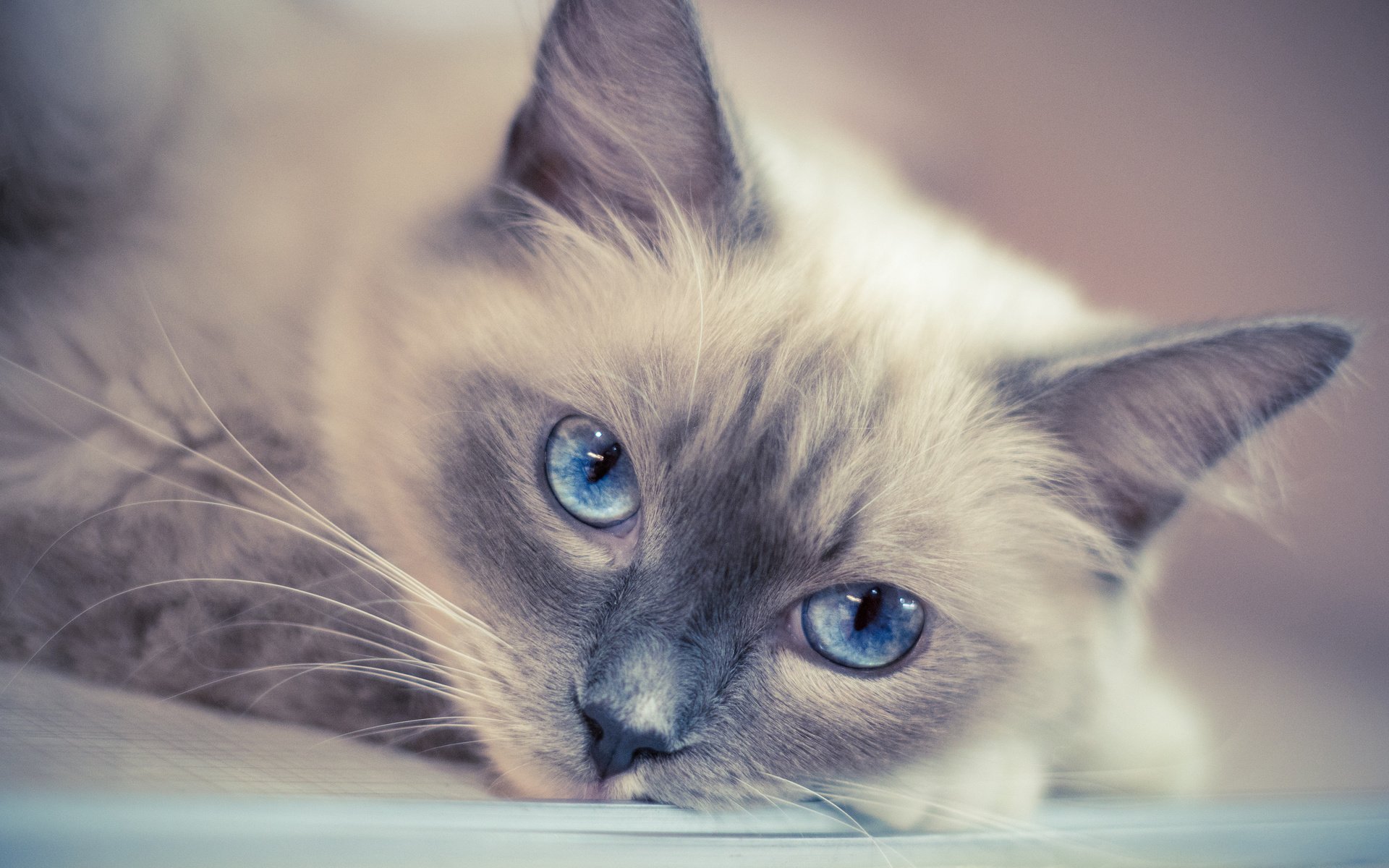 Обои кот, мордочка, усы, кошка, взгляд, голубые глаза, cat, muzzle, mustache, look, blue eyes разрешение 3840x2400 Загрузить