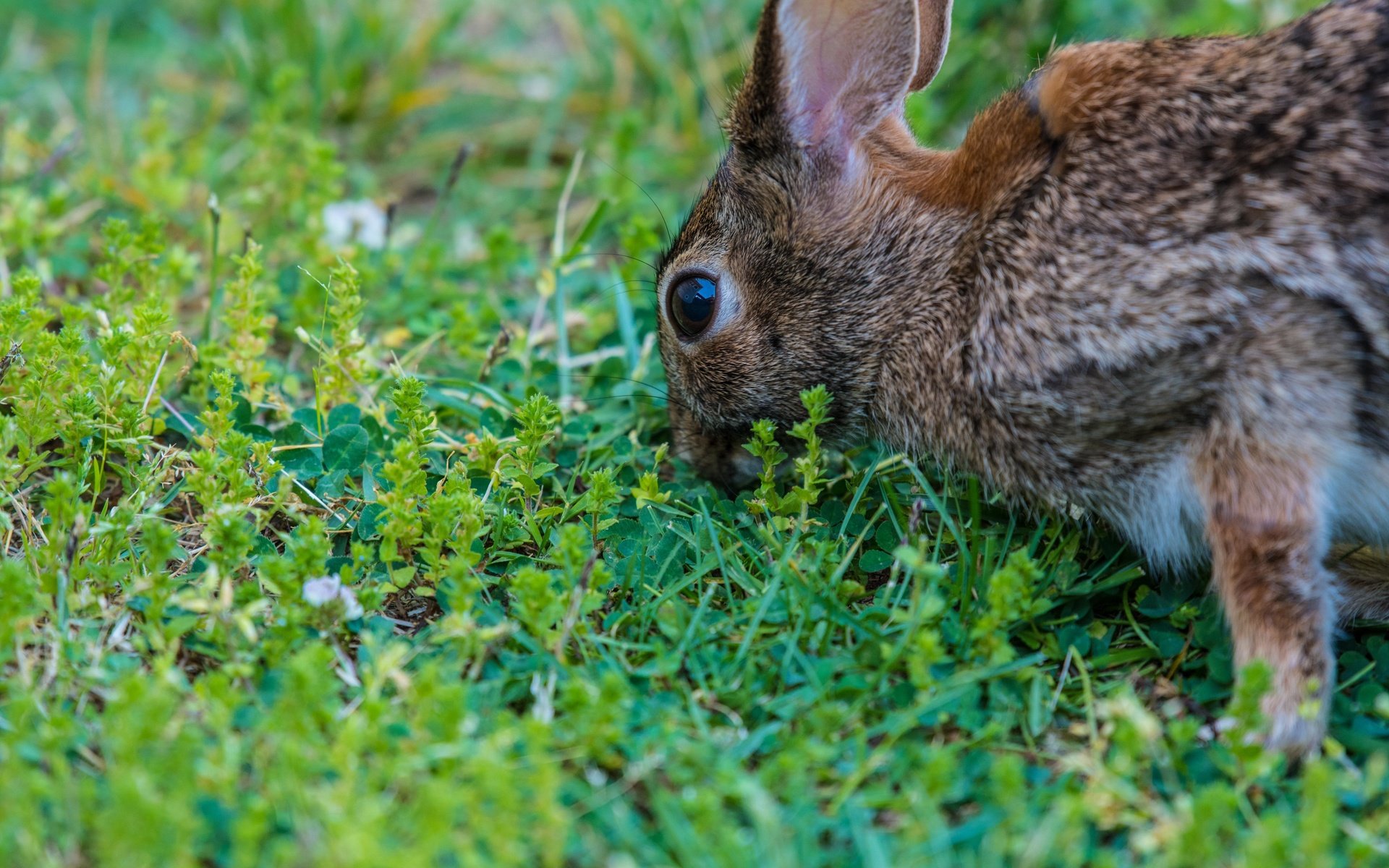 Обои глаза, трава, растения, кролик, заяц, eyes, grass, plants, rabbit, hare разрешение 6016x4016 Загрузить