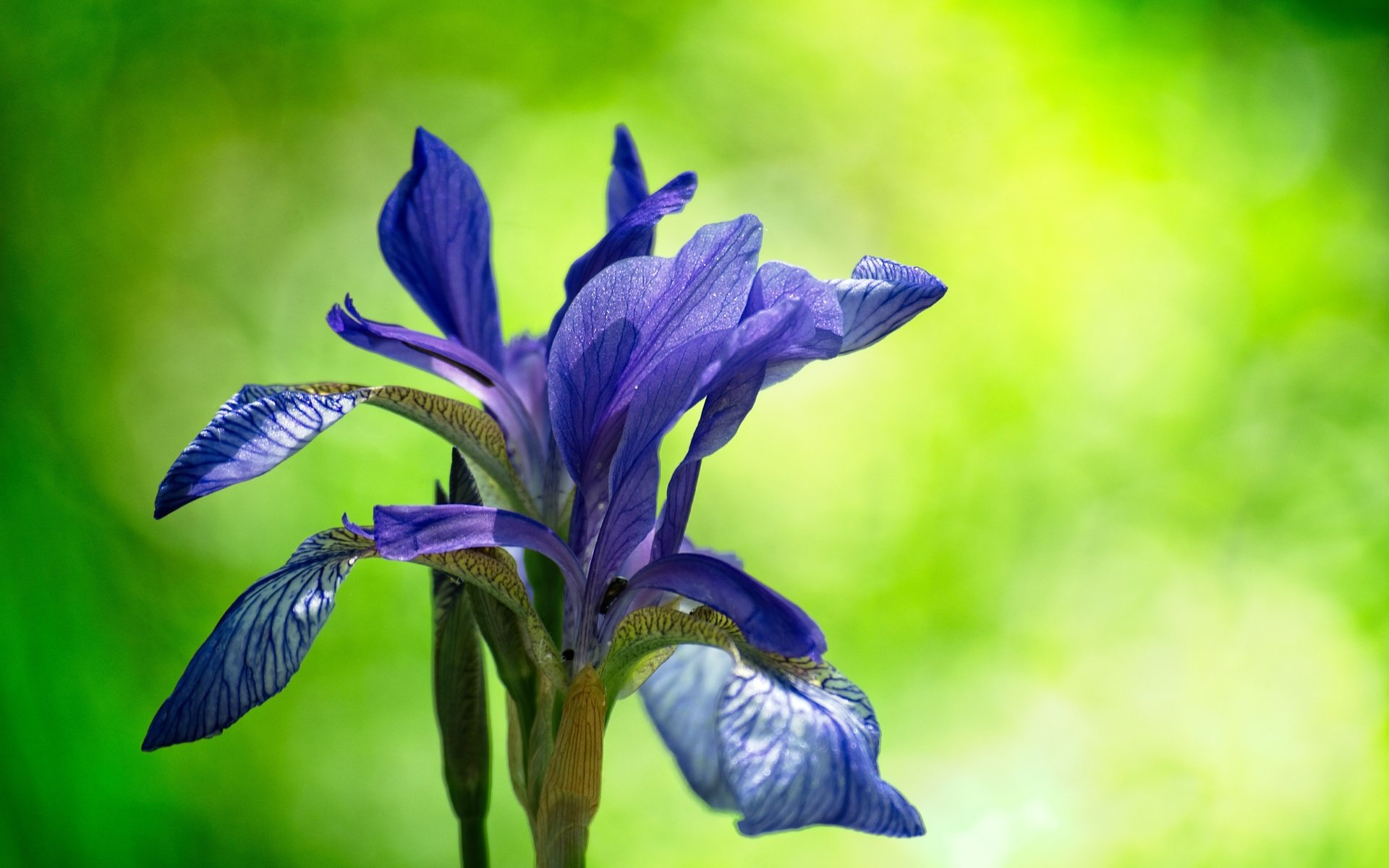 Обои цветение, цветок, размытость, ирис, гцветок, flowering, flower, blur, iris, cvetok разрешение 6000x4000 Загрузить