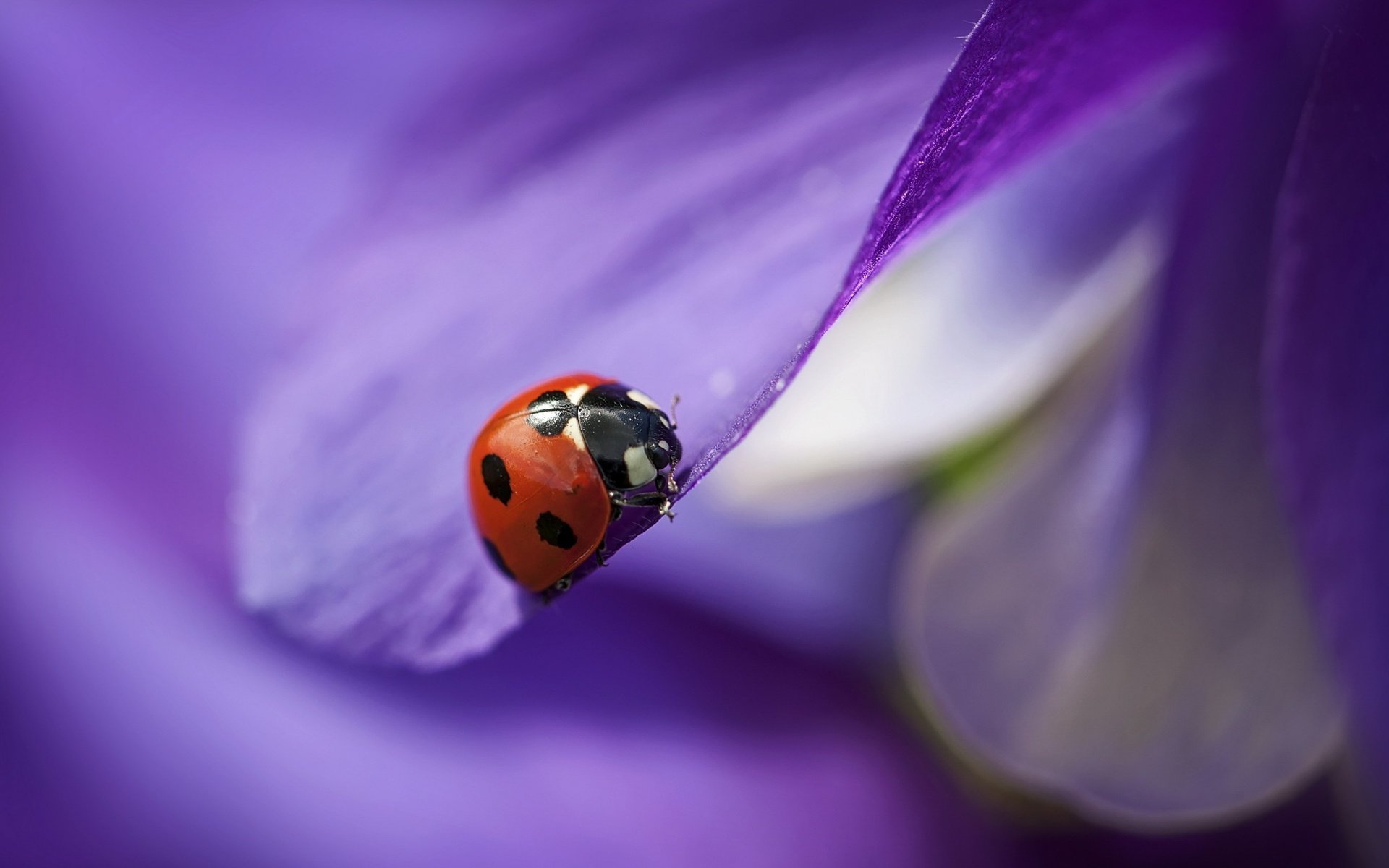 Обои макро, насекомое, цветок, лепестки, божья коровка, размытость, macro, insect, flower, petals, ladybug, blur разрешение 3840x2160 Загрузить