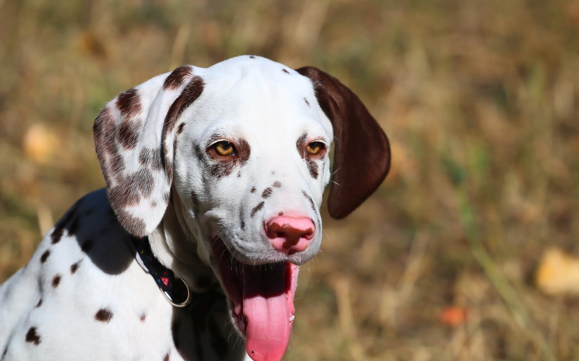 Обои фон, собака, щенок, далматин, друг, ошейник, язык, background, dog, puppy, dalmatian, each, collar, language разрешение 1920x1280 Загрузить