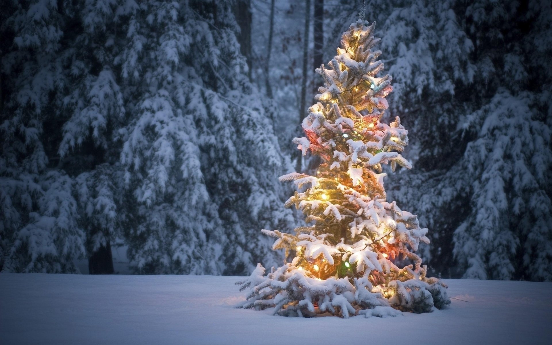 Обои снег, новый год, лес, зима, мороз, ель, праздник, рождество, snow, new year, forest, winter, frost, spruce, holiday, christmas разрешение 2560x1600 Загрузить