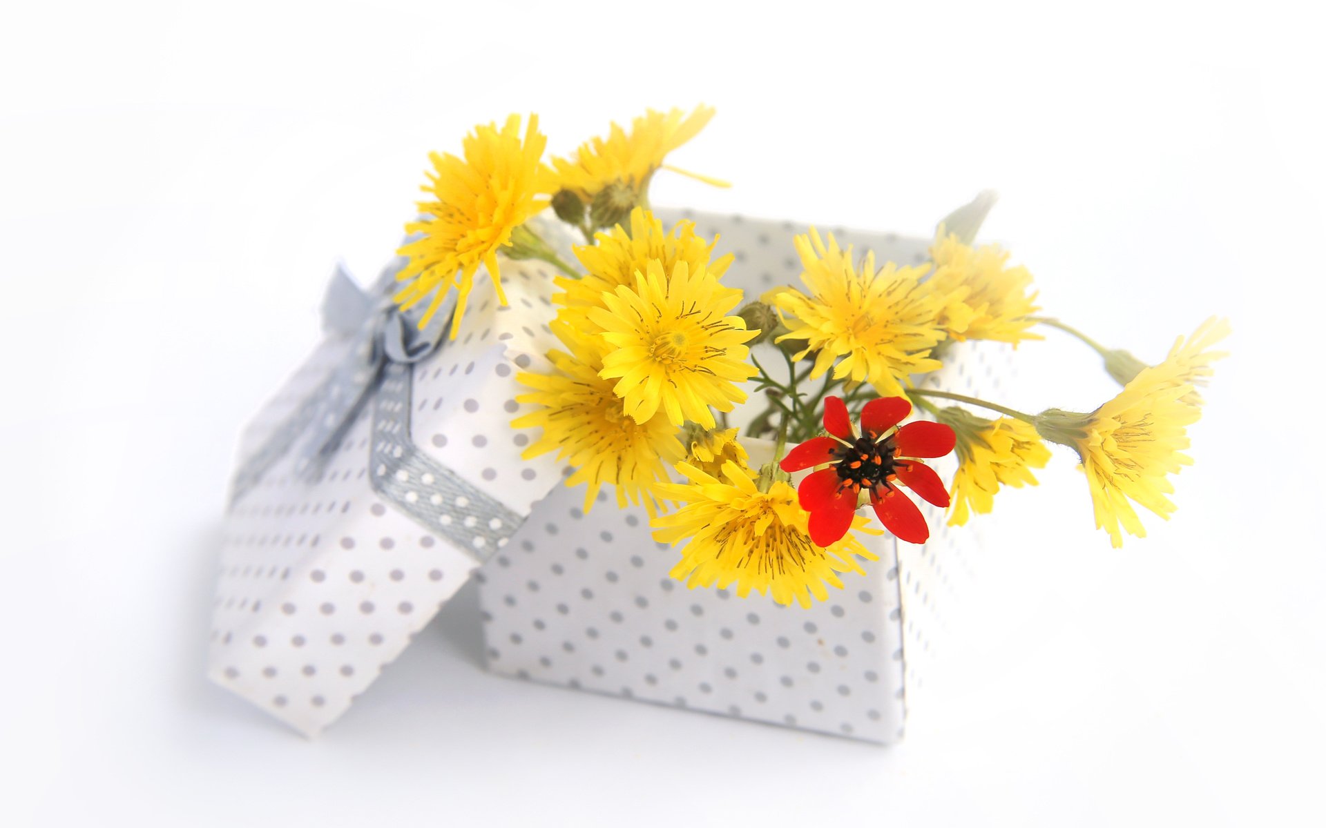 Обои цветы, букет, подарок, коробка, flowers, bouquet, gift, box разрешение 4186x3472 Загрузить