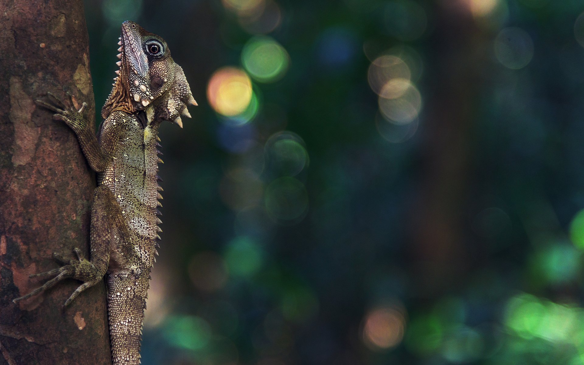 Обои природа, ящерица, рептилия, боке, nature, lizard, reptile, bokeh разрешение 3840x2160 Загрузить