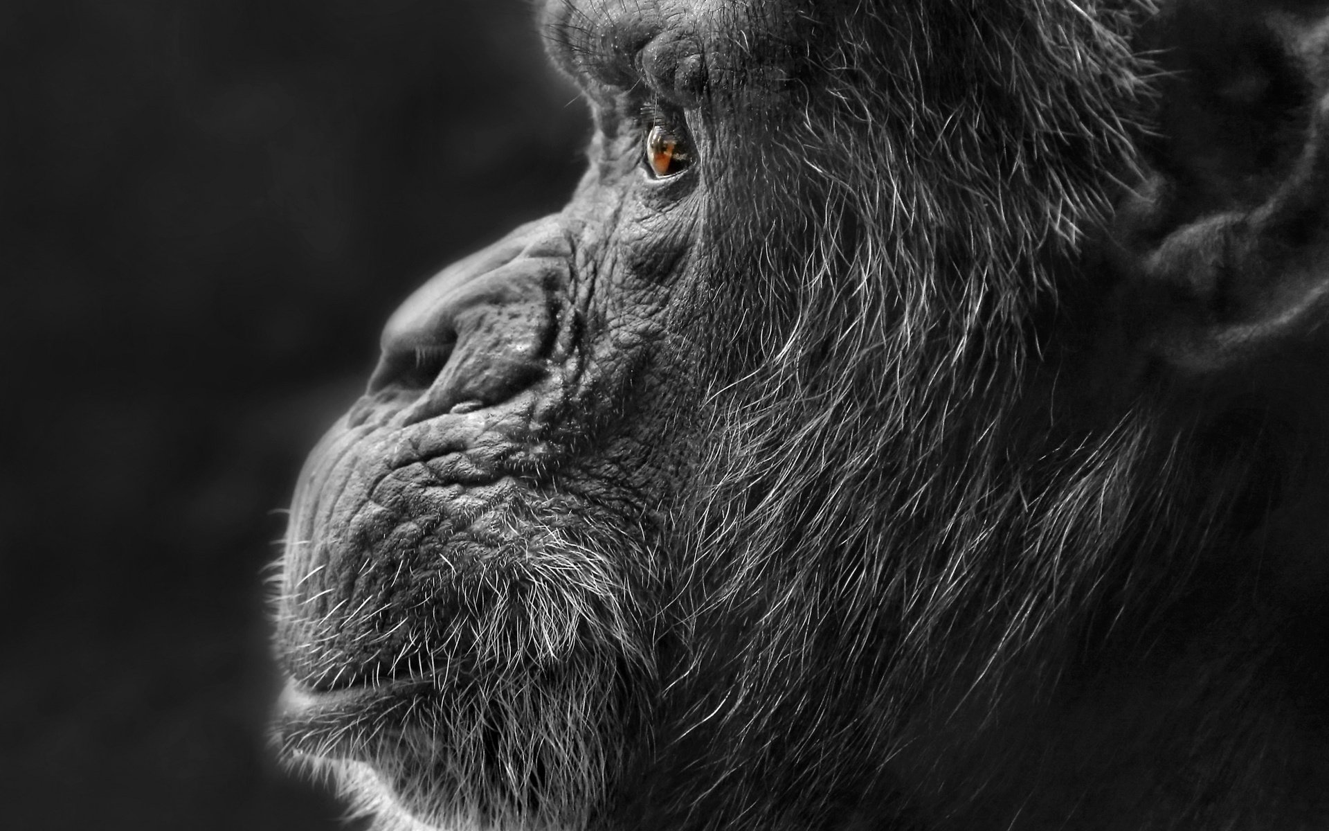 Обои природа, фон, чёрно-белое, профиль, обезьяна, горилла, nature, background, black and white, profile, monkey, gorilla разрешение 2048x1351 Загрузить