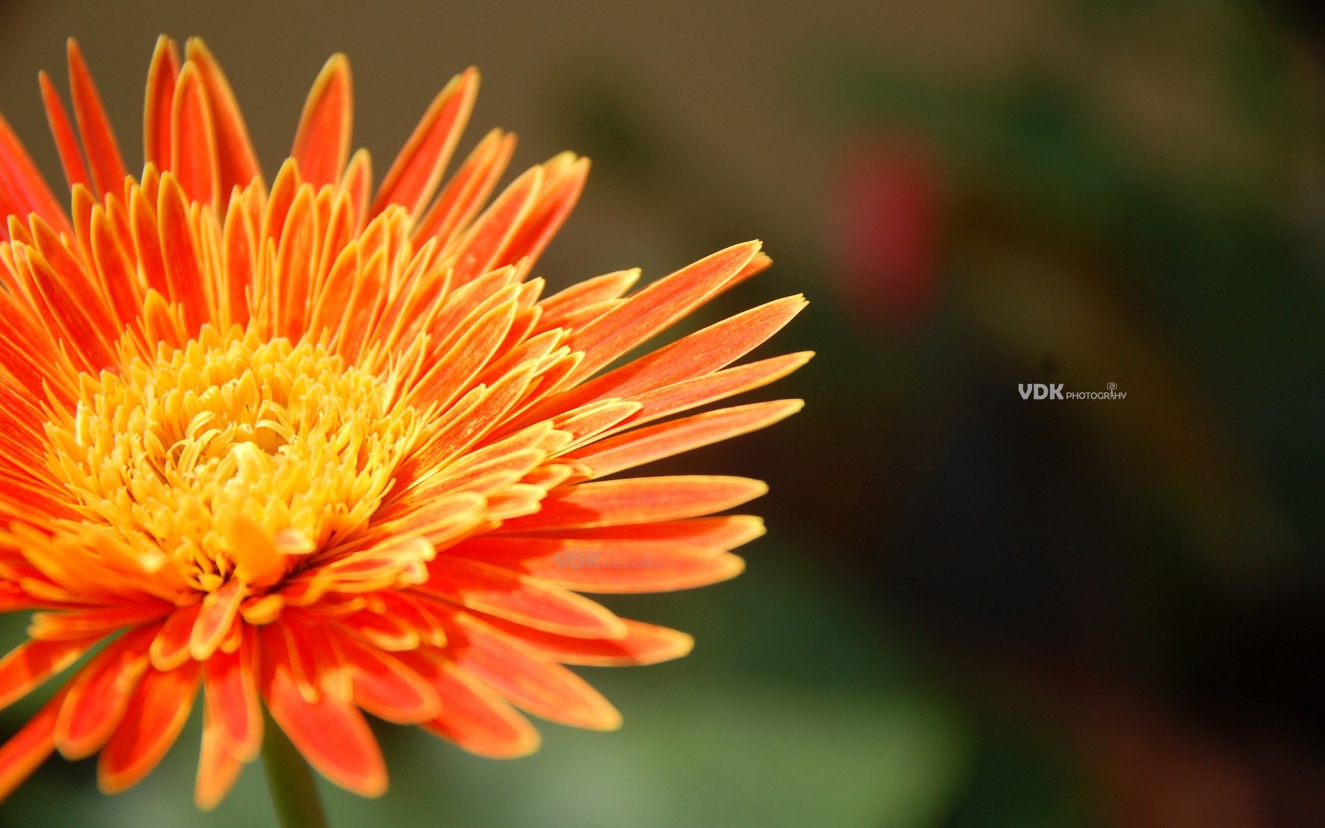 Обои макро, цветок, лепестки, хризантема, macro, flower, petals, chrysanthemum разрешение 2560x1600 Загрузить