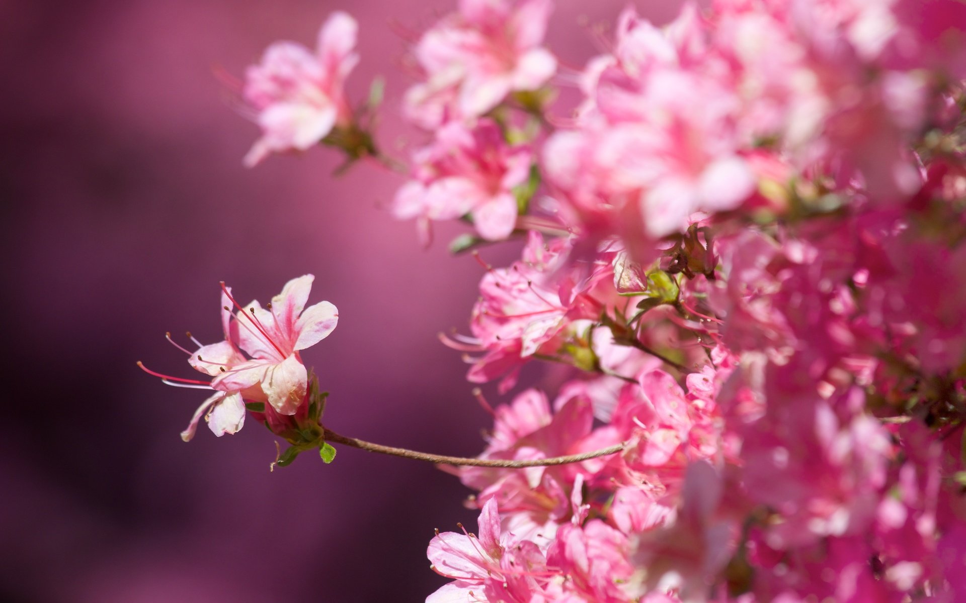 Обои цветение, макро, фон, весна, сакура, розовые цветы, крупный план, flowering, macro, background, spring, sakura, pink flowers, close-up разрешение 5472x3648 Загрузить