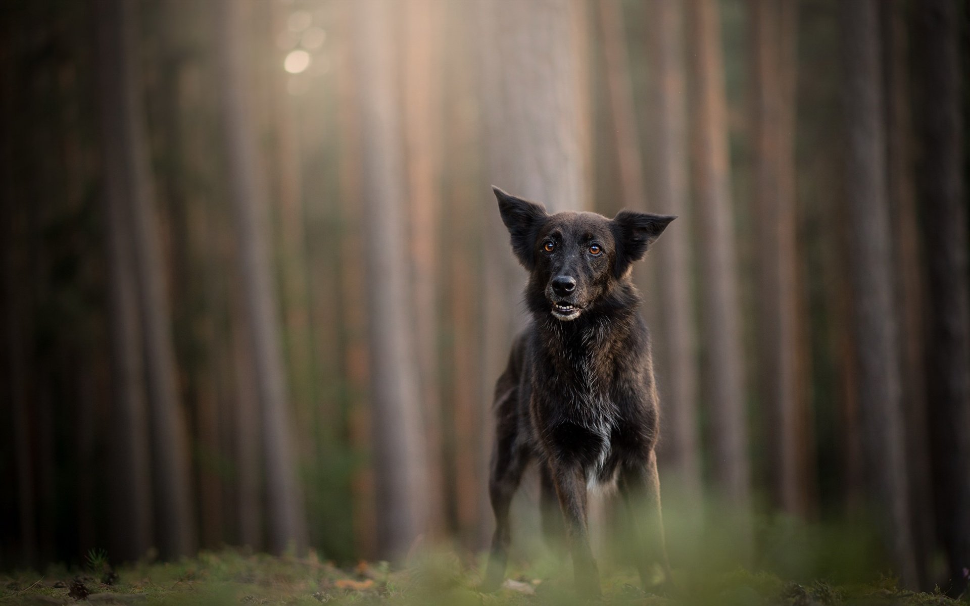 Обои лес, мордочка, стволы, взгляд, собака, немецкая овчарка, forest, muzzle, trunks, look, dog, german shepherd разрешение 2048x1224 Загрузить