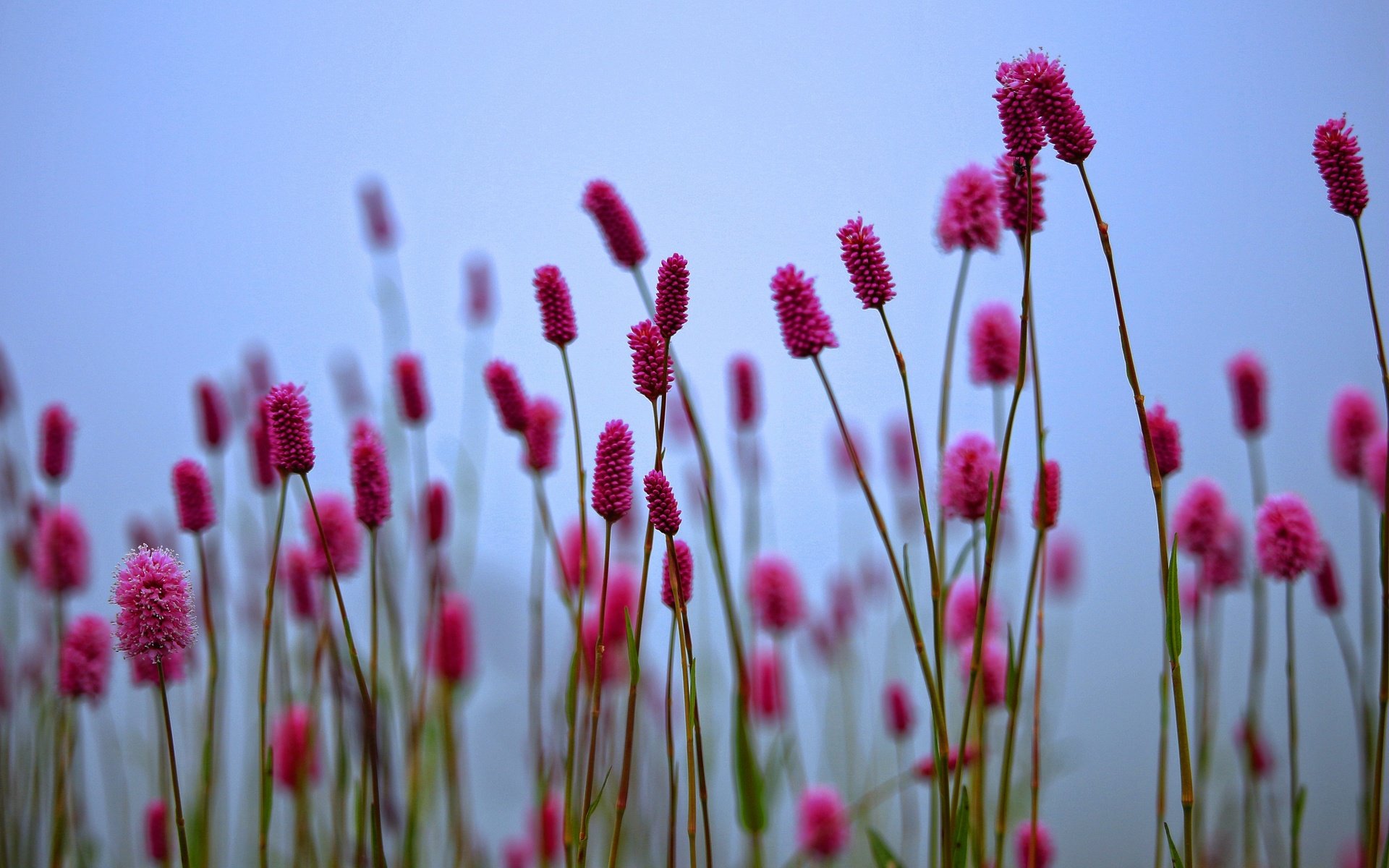 Обои цветы, растения, размытость, весна, стебли, кровохлебка, flowers, plants, blur, spring, stems, burnet разрешение 5184x3456 Загрузить